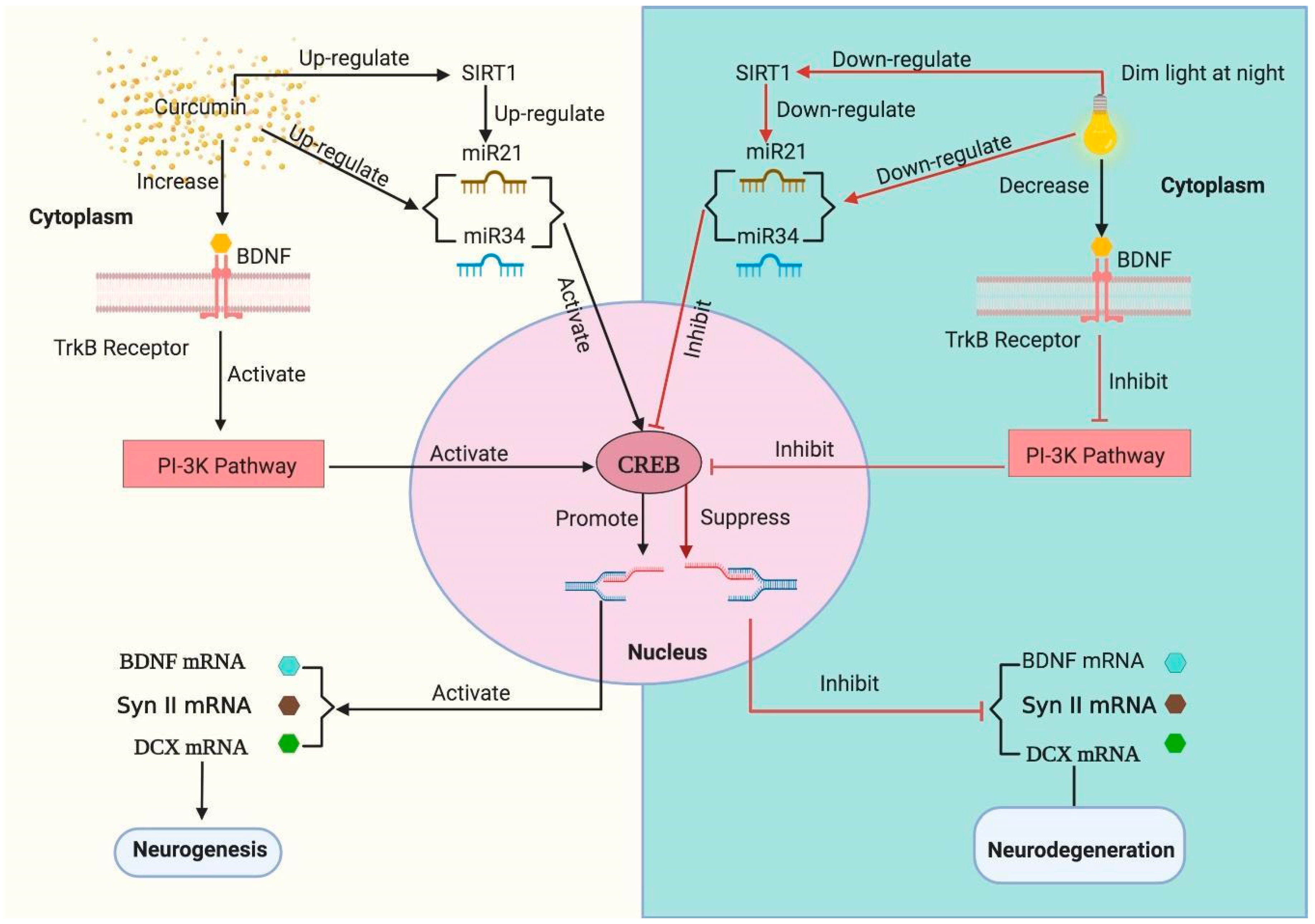 Cells 09 02093 g001 Cells 09 02093 g001