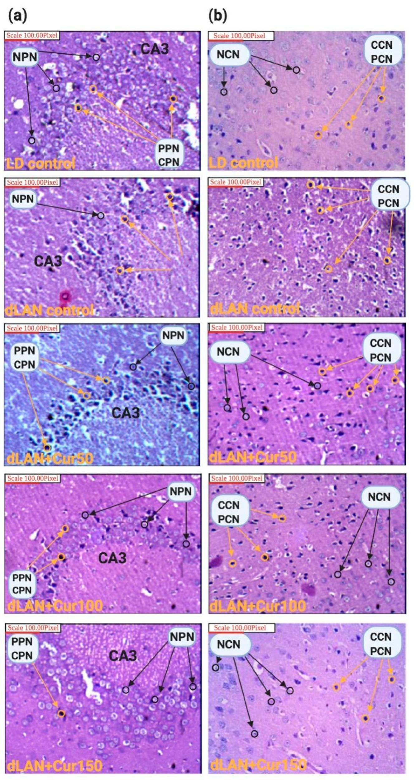 Cells 09 02093 g003 Cells 09 02093 g003