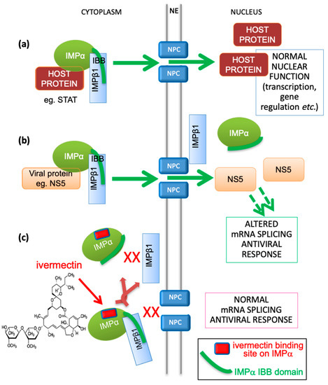 Side effects of ivermectin in humans