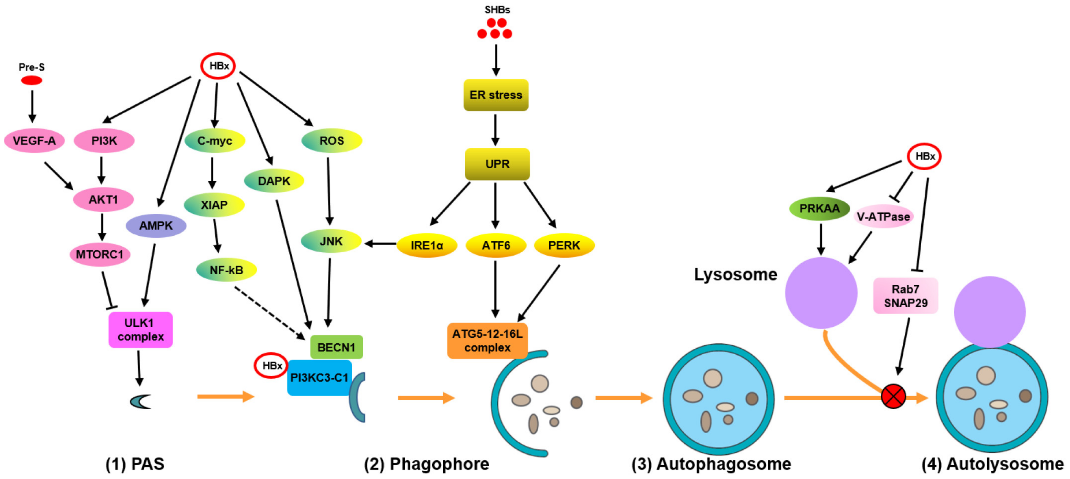 Cells 09 02101 g001 Cells 09 02101 g001