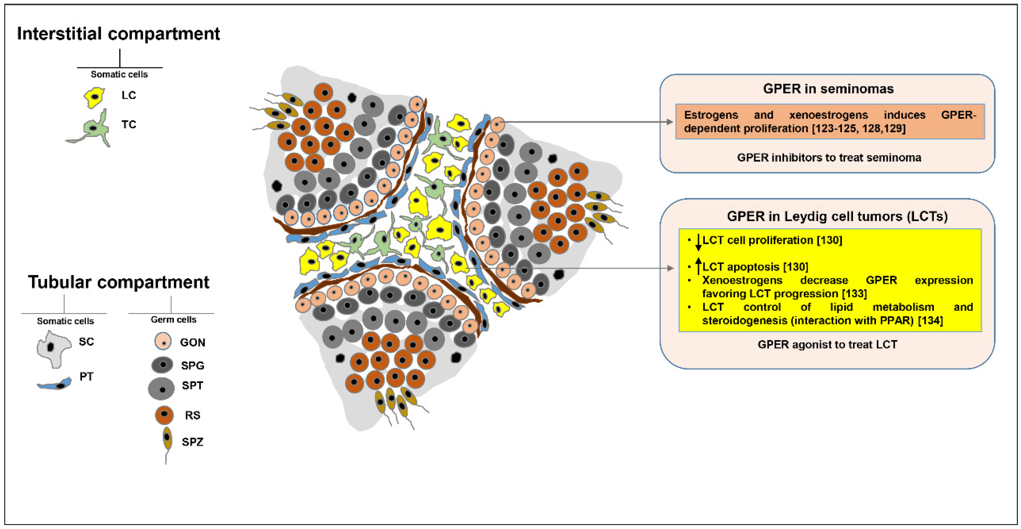 Cells Free FullText Role of GPERMediated Signaling in Testicular