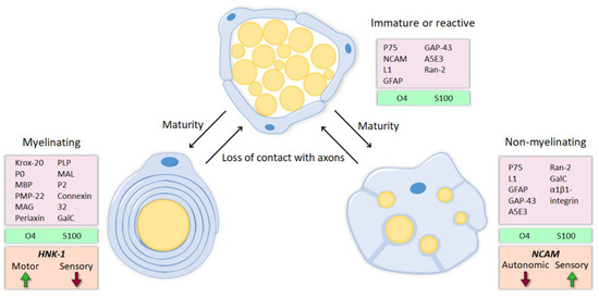 Cells 09 02131 g001 550