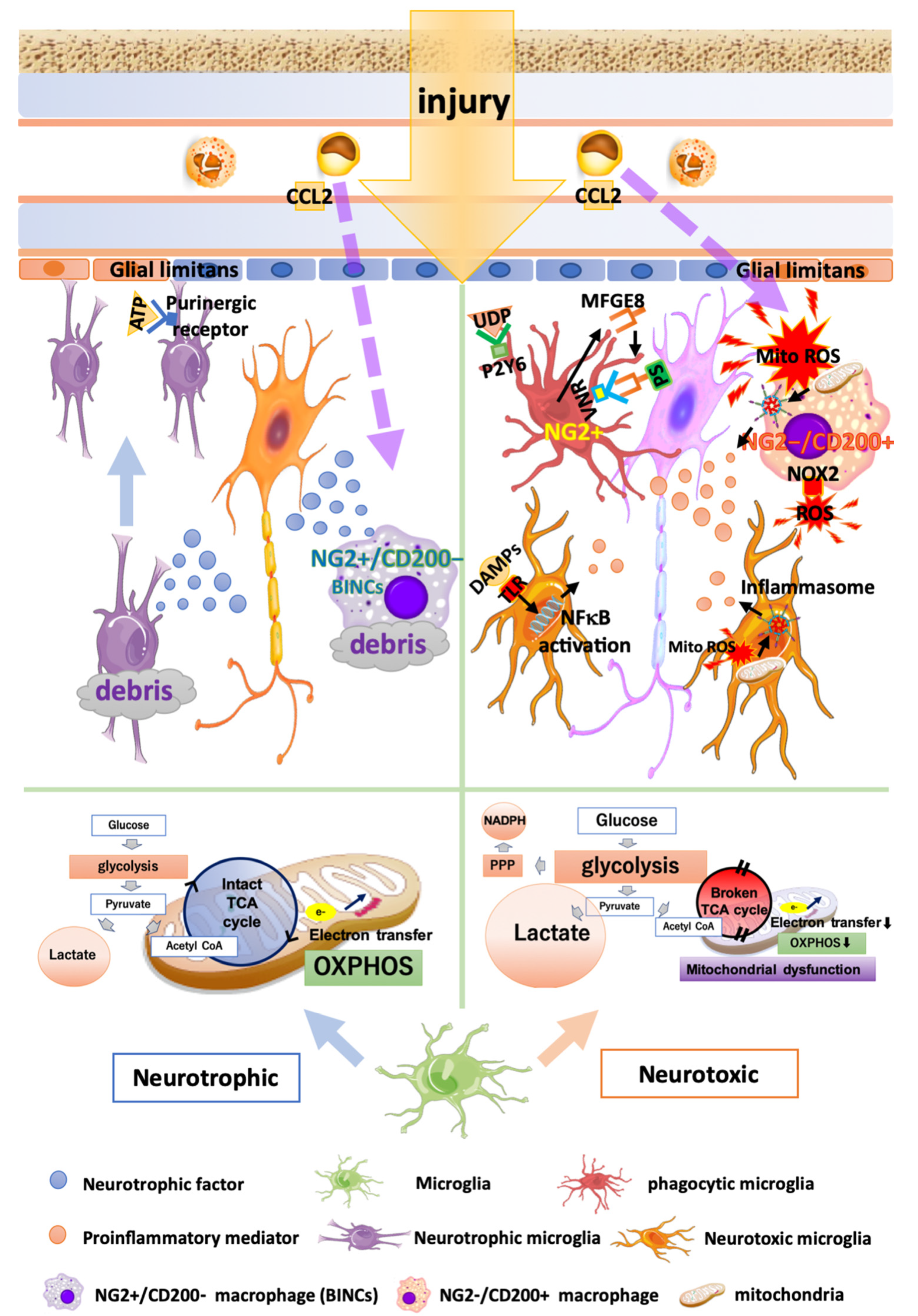 Cells Free Full Text Microglia And Macrophages In The Pathological Central And Peripheral Nervous Systems Html