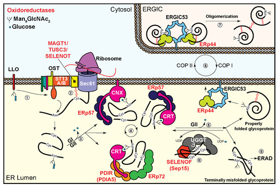Cells | Free Full-Text | Oxidoreductases in Glycoprotein Glycosylation