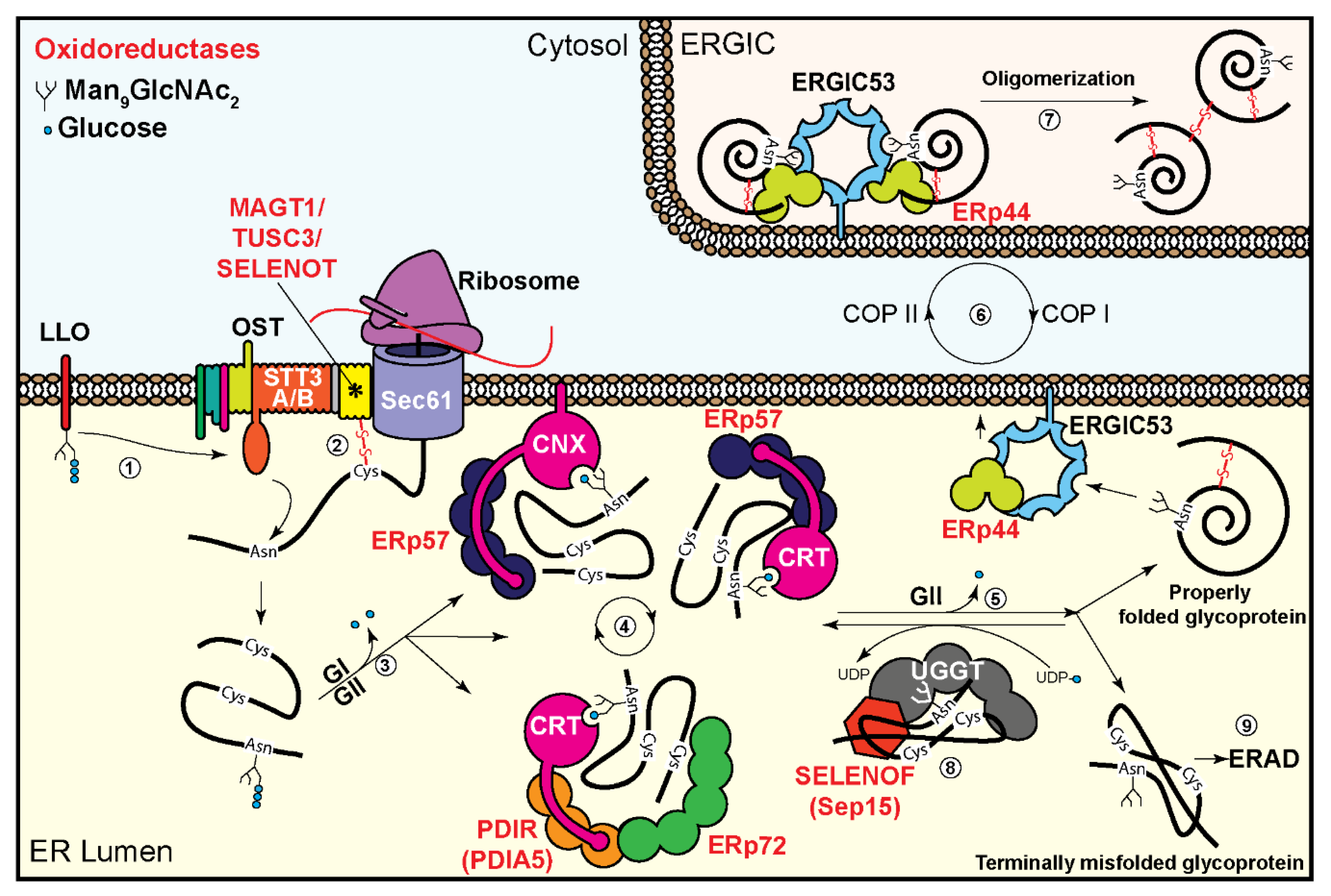 Cells 09 02138 g001