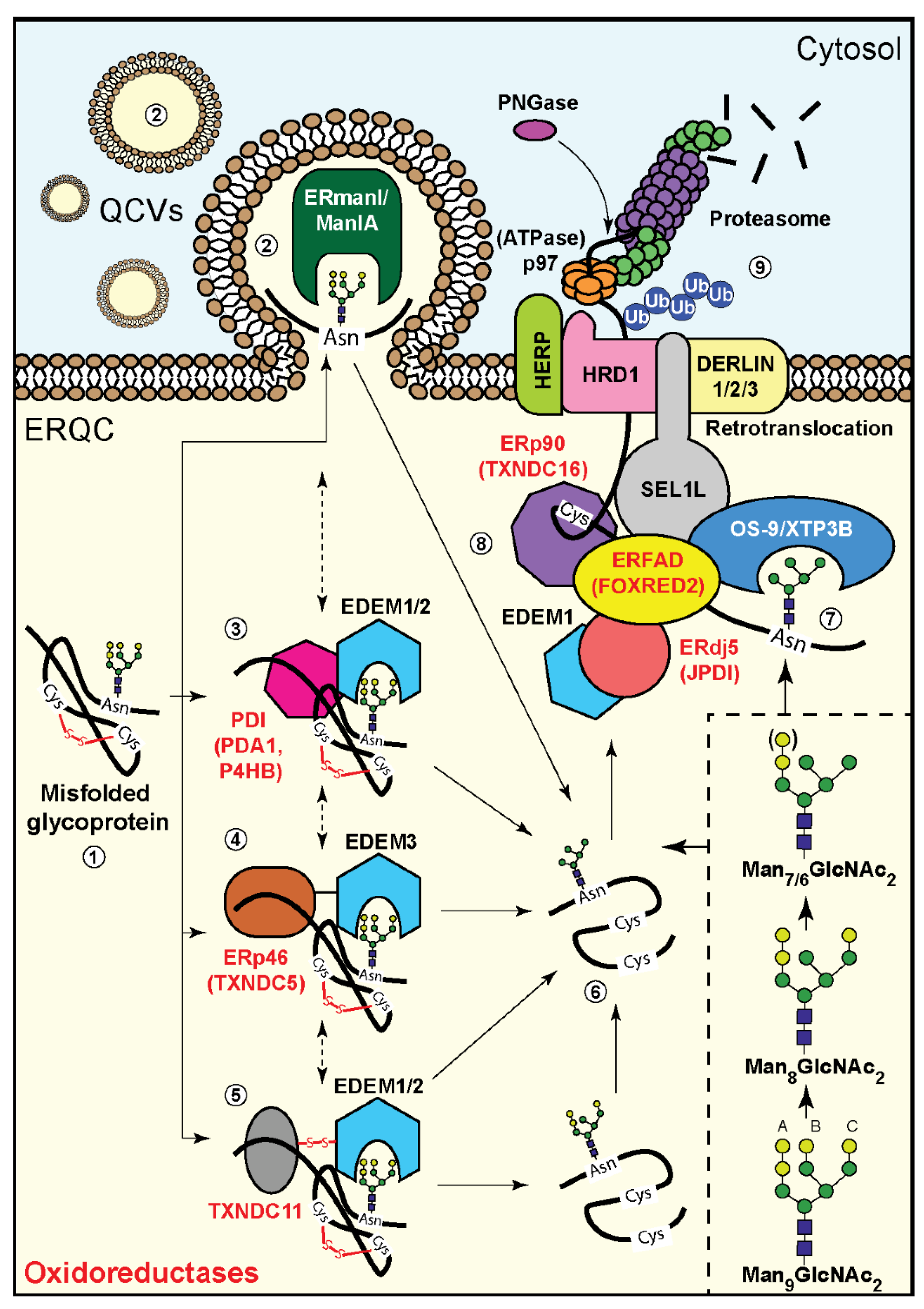 Cells 09 02138 g002