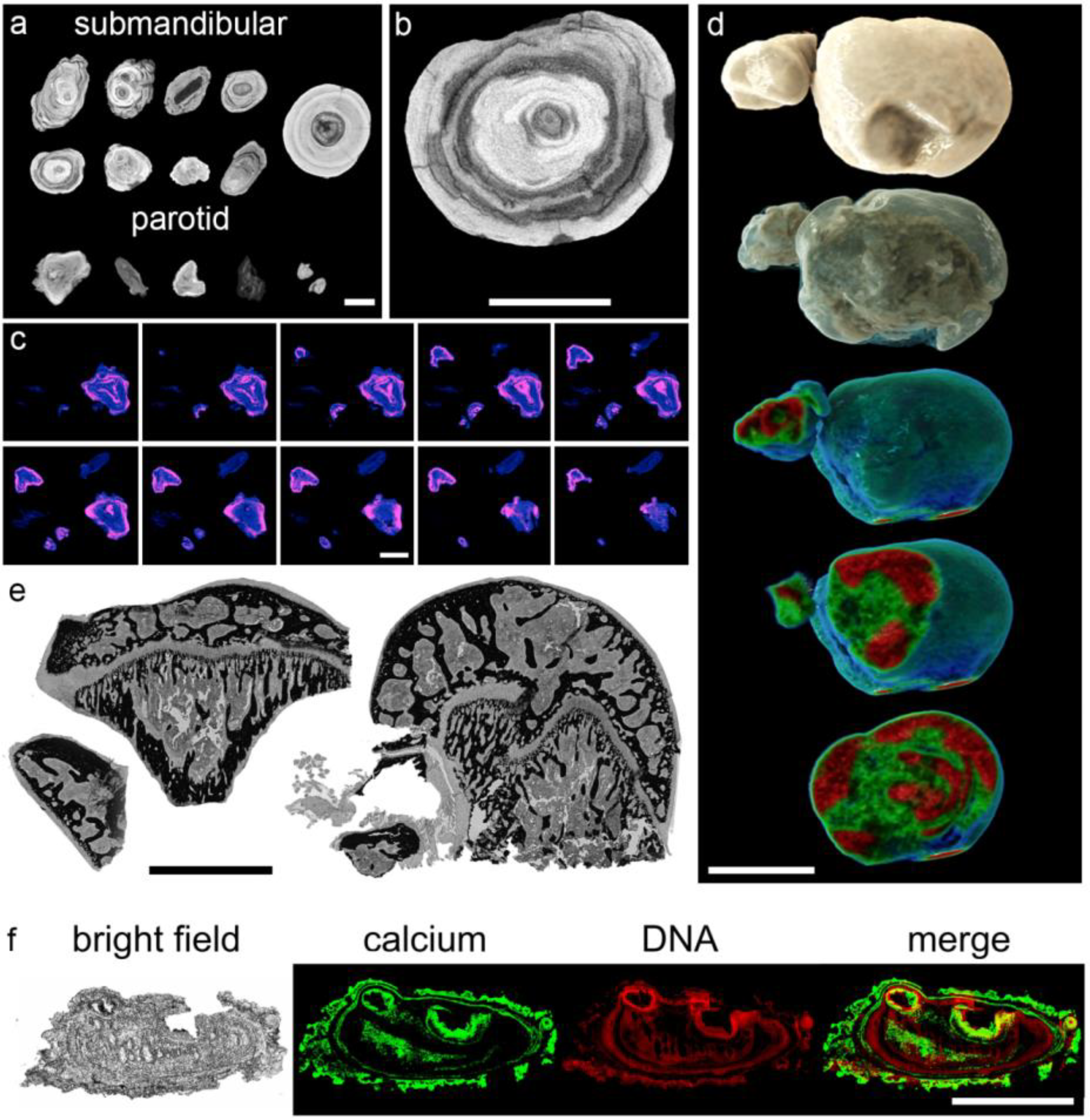 Cells 09 02139 g002 Cells 09 02139 g002