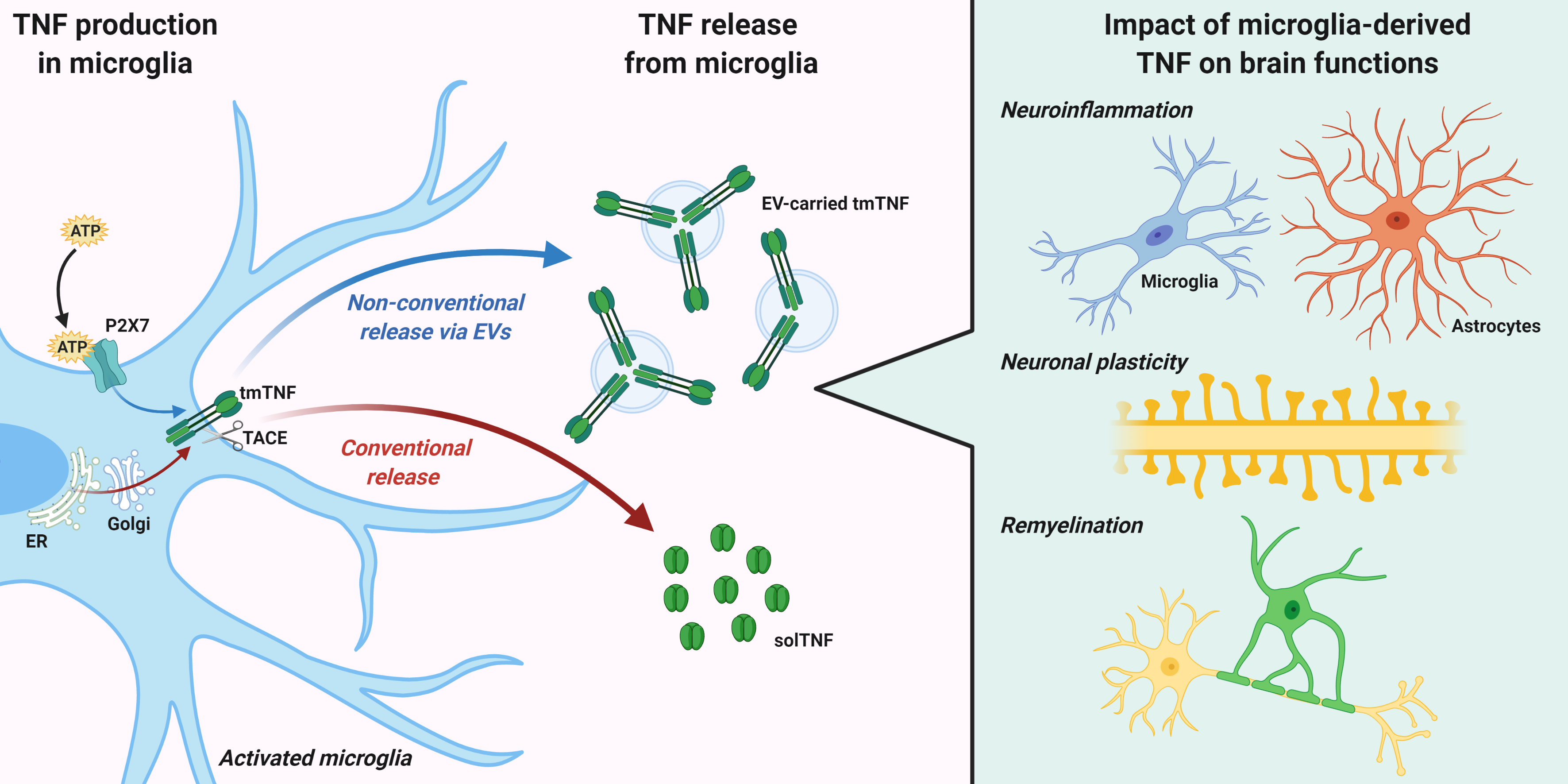Cells Free FullText TNF Production and Release from Microglia via