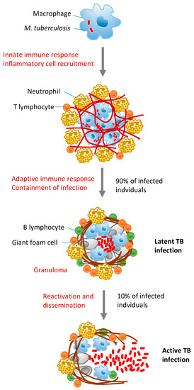 Cells | Free Full-Text | Tuberculosis-Associated MicroRNAs: From Pathogenesis to Disease Biomarkers | HTML