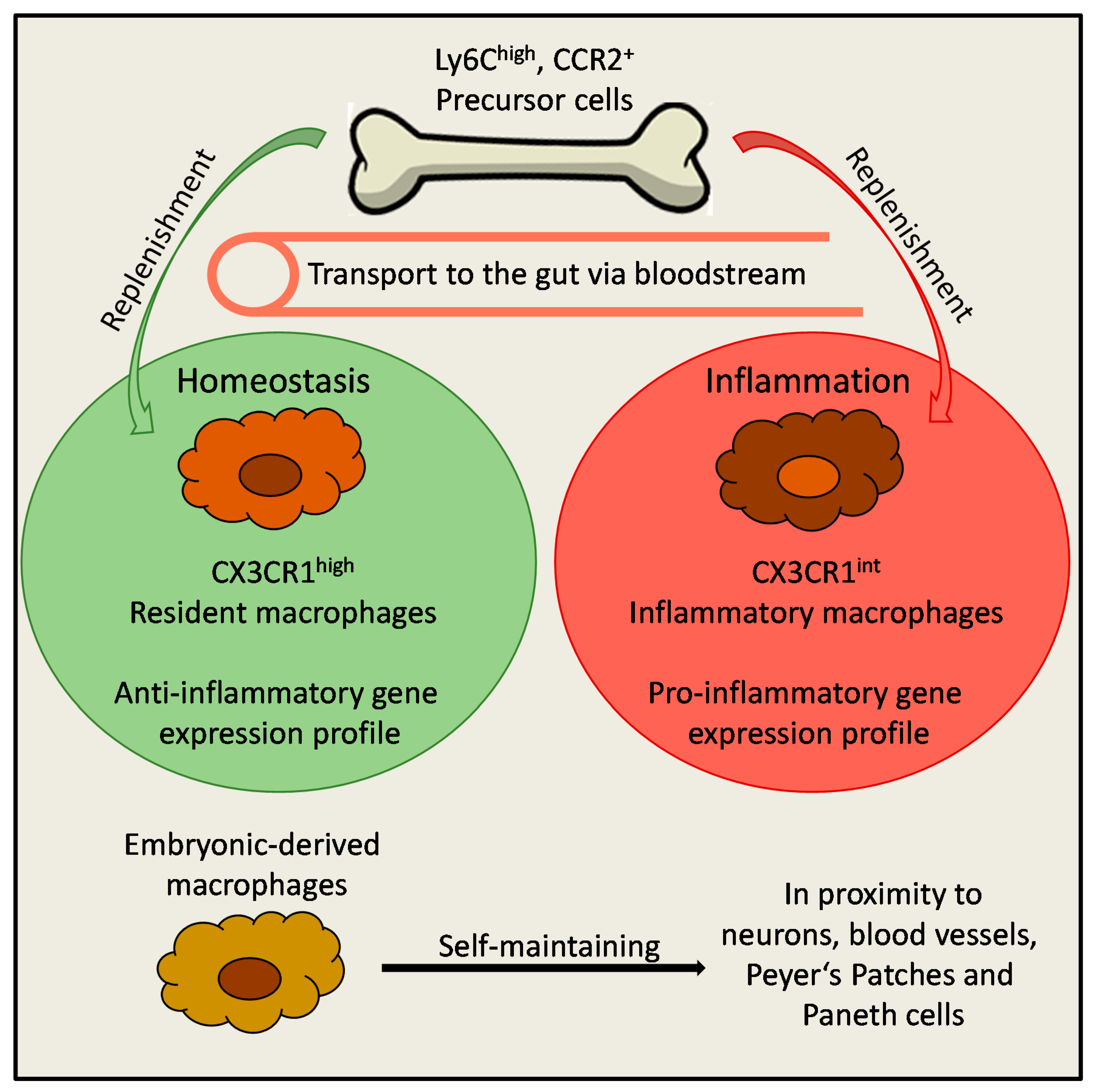 Cells Free Full Text At The Forefront Of The Mucosal Barrier The Role Of Macrophages In The Intestine