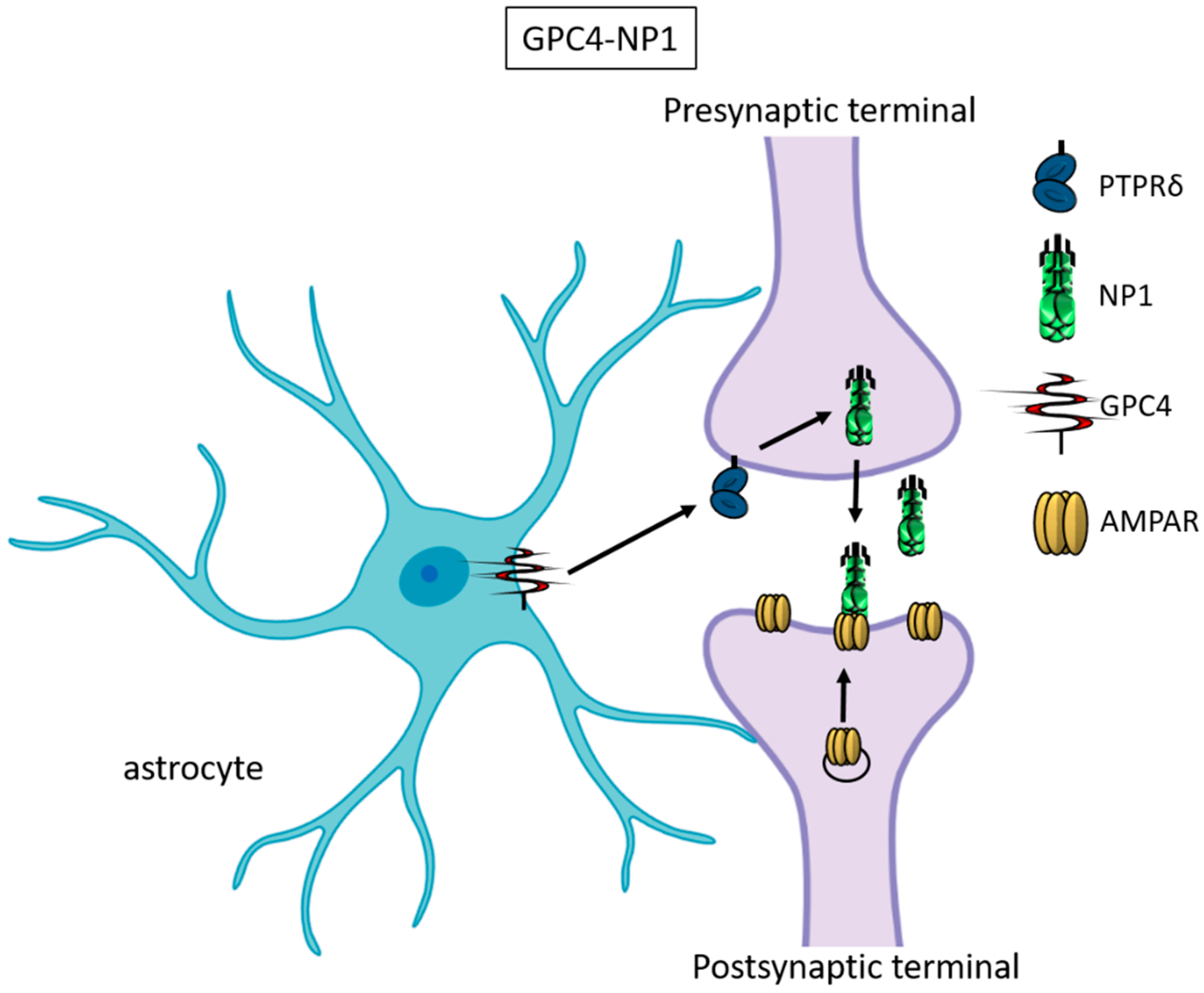 Schematic representation illustrating the astrocyte-synapse alterations