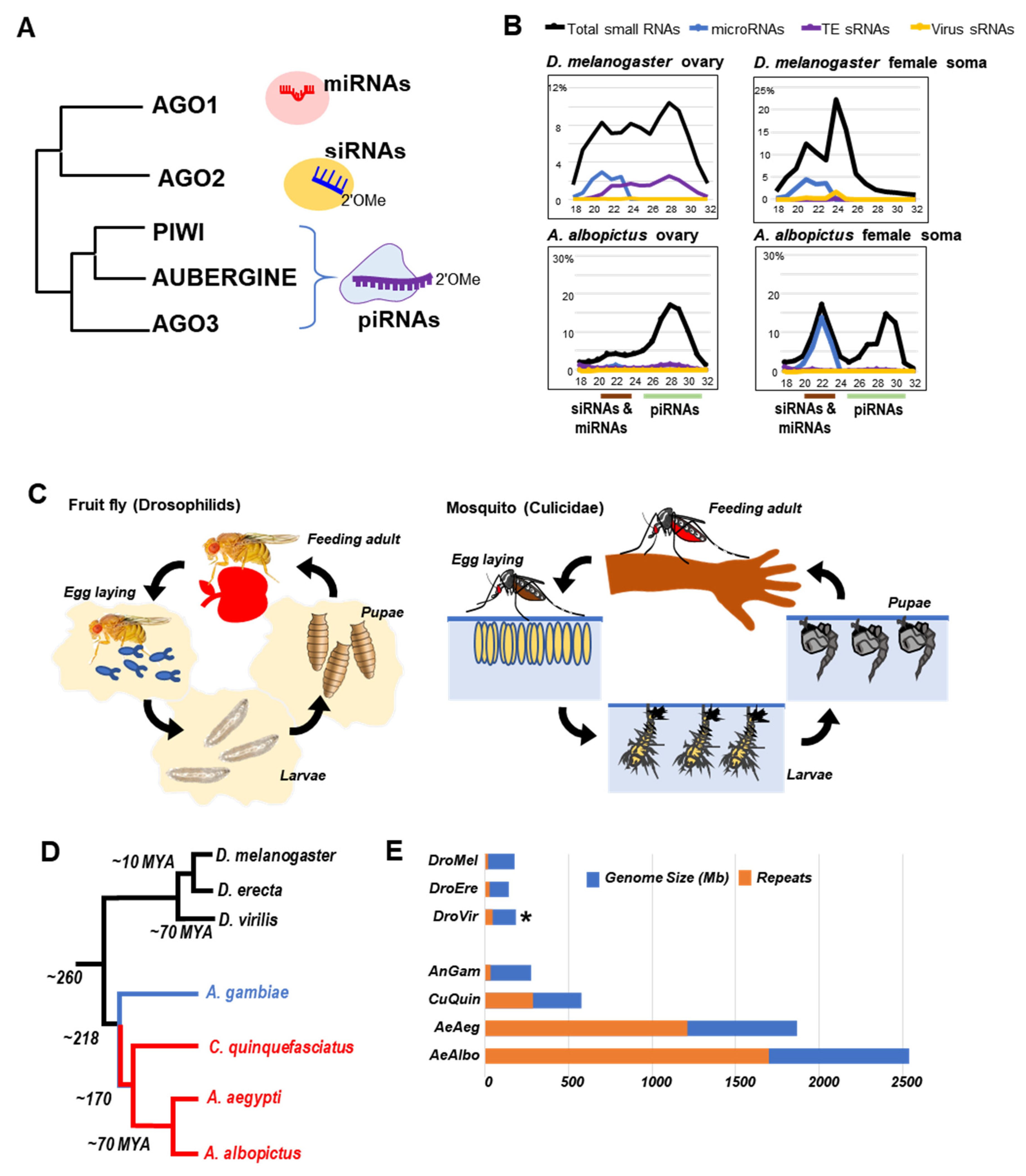 Cells Free Full Text Diverse Defenses A Perspective Comparing Dipteran Piwi Pirna Pathways Html