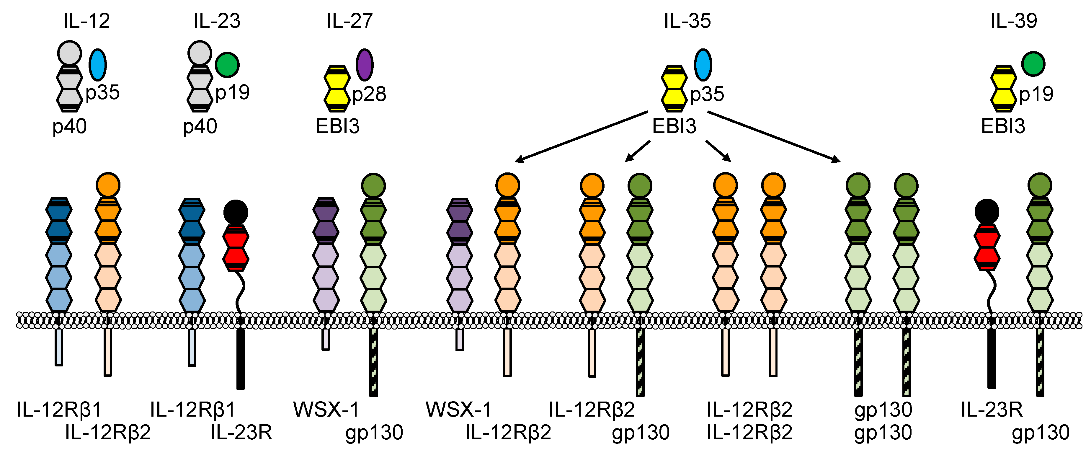 Cells Free Full Text Il 12 And Il 23 Close Relatives With Structural Homologies But Distinct Immunological Functions Html