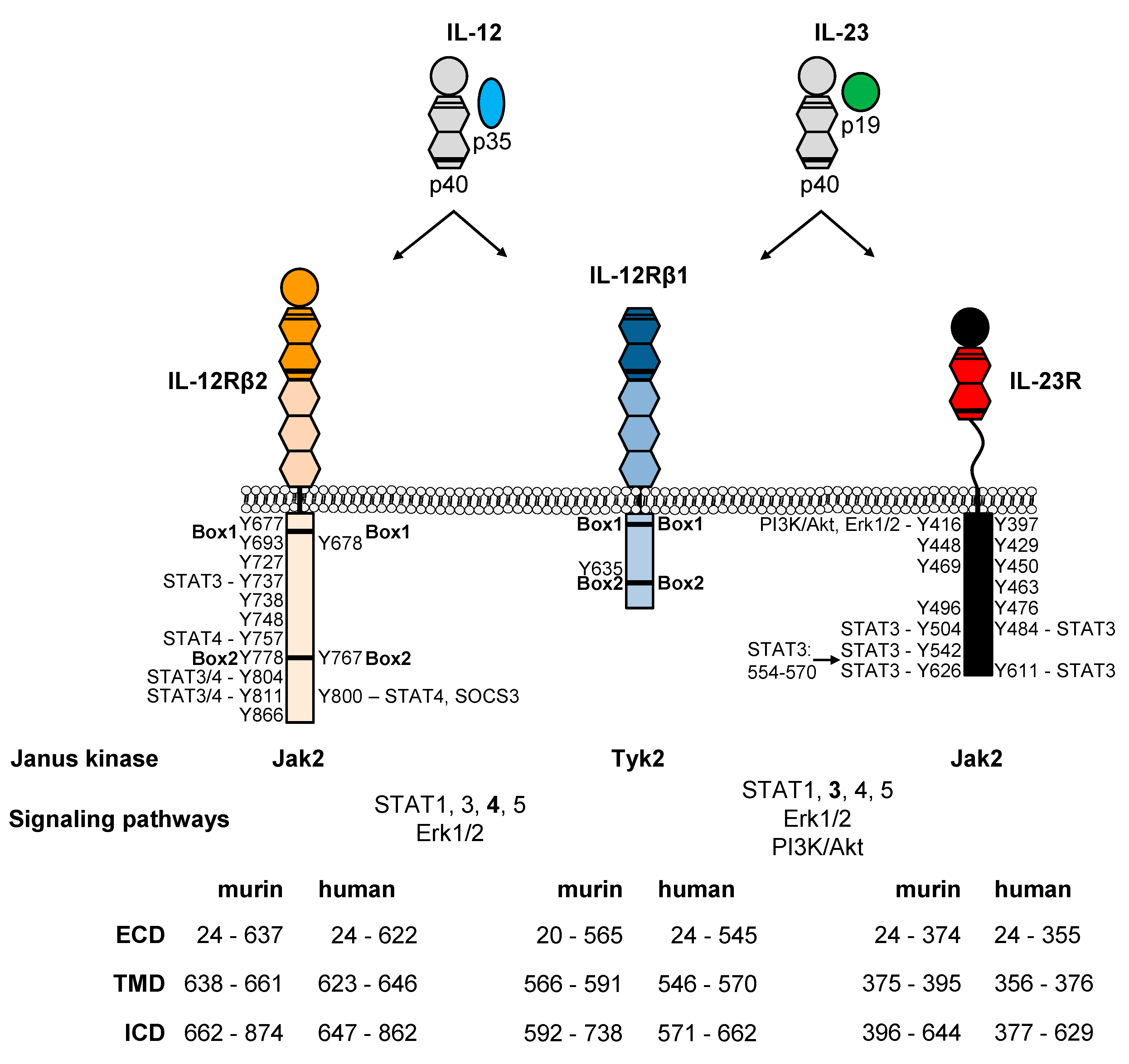 Cells Free Full Text Il 12 And Il 23 Close Relatives With Structural Homologies But Distinct Immunological Functions Html