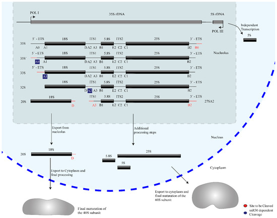 Cells 09 02195 g001 550