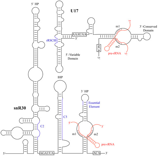 Cells 09 02195 g002 550