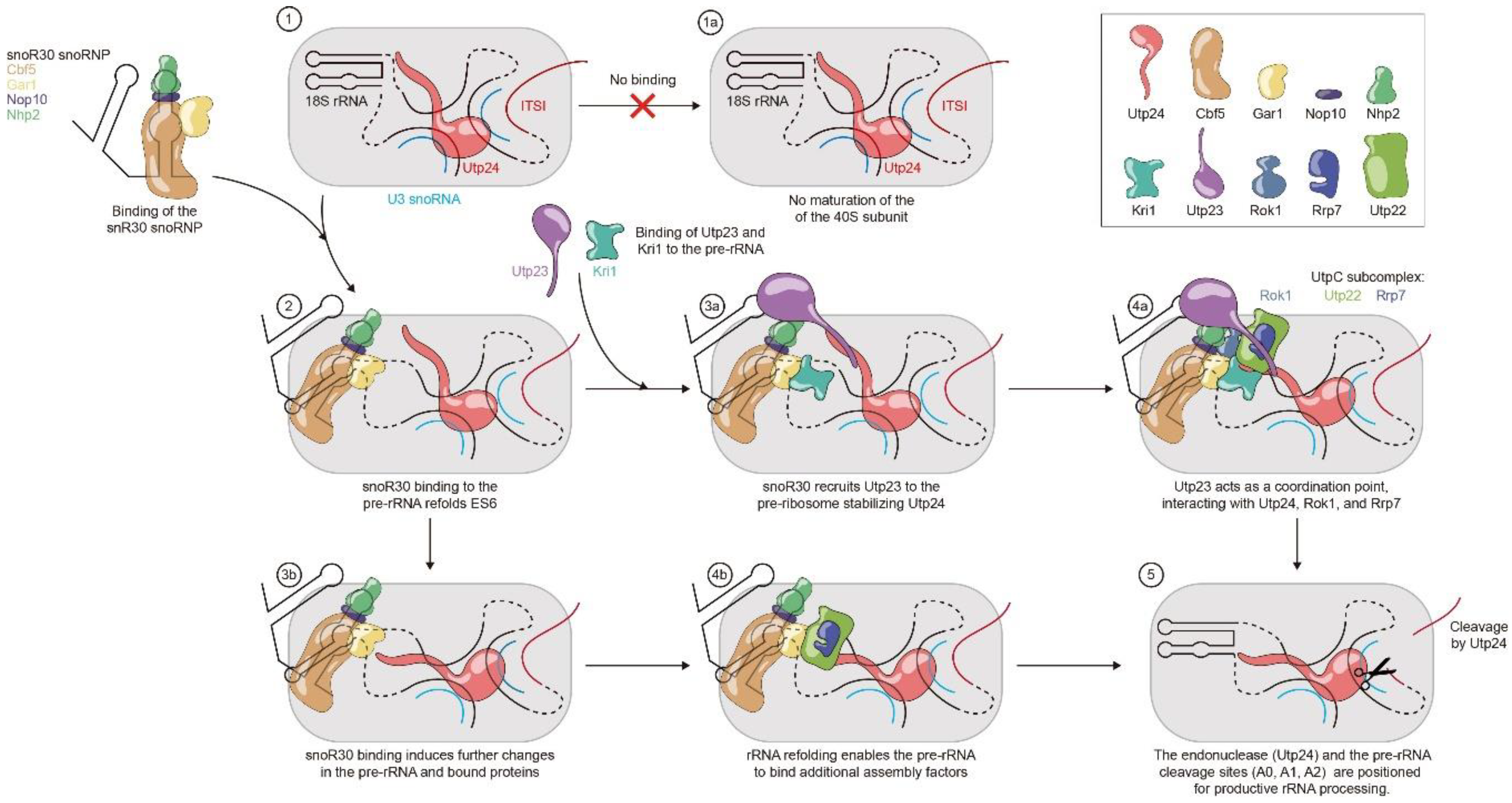 Cells 09 02195 g005 Cells 09 02195 g005