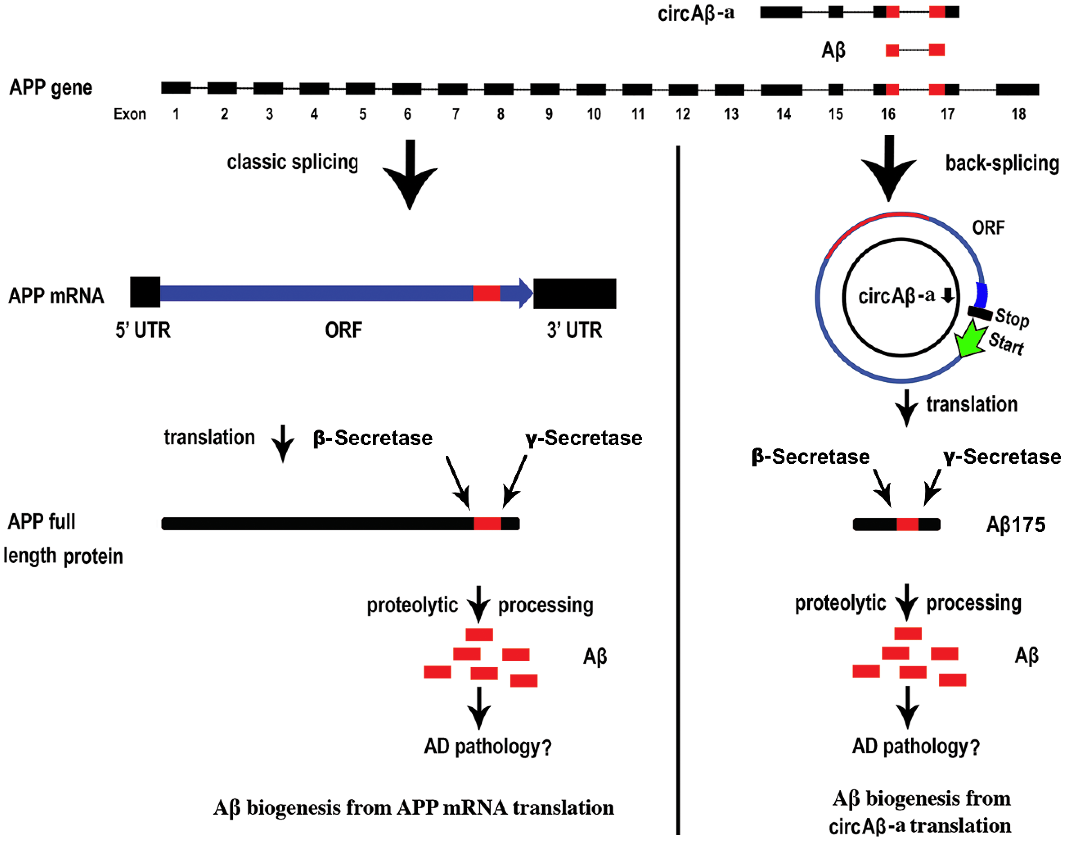 Cells 09 02196 g005 Cells 09 02196 g005