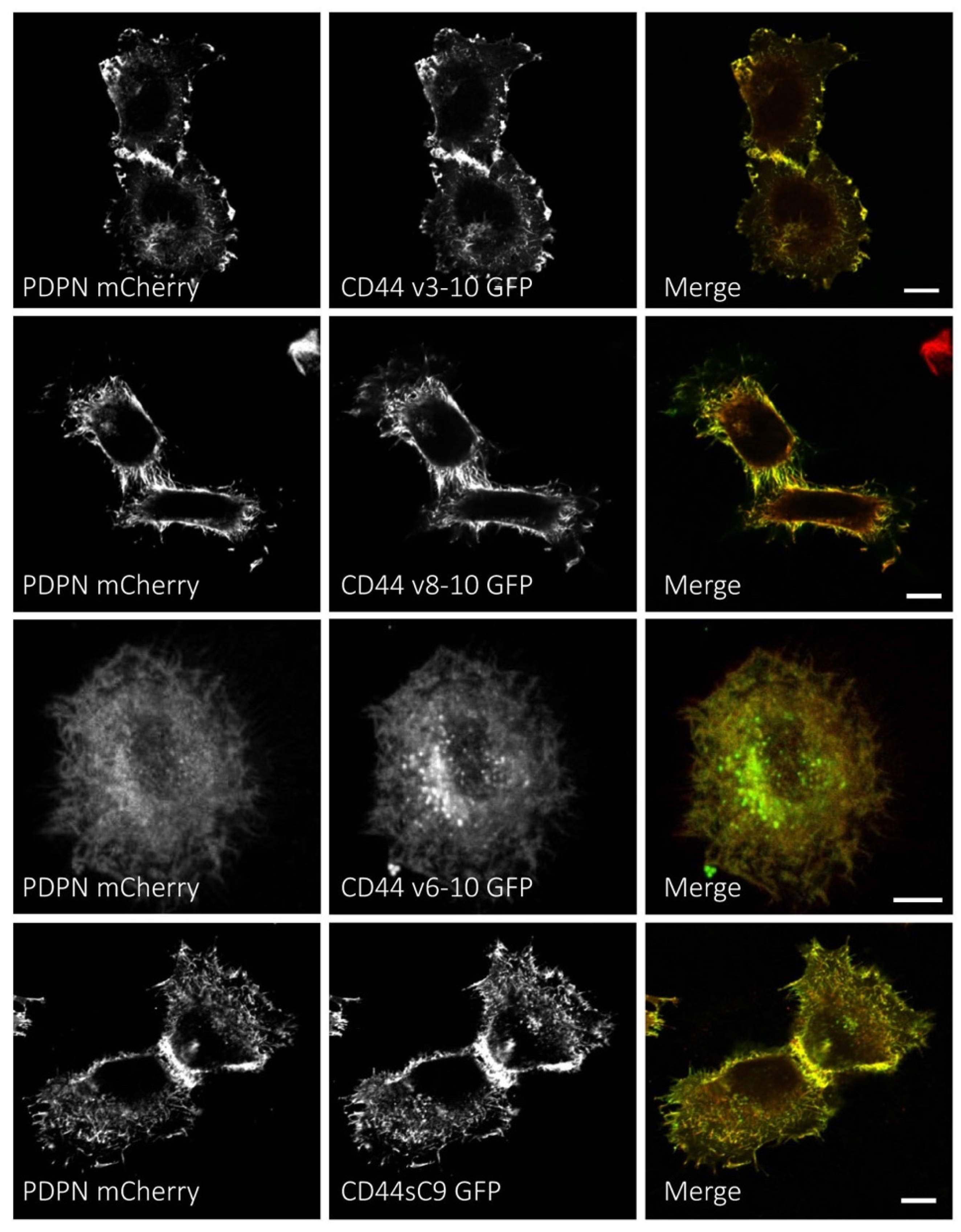 Cells 09 02200 g005 Cells 09 02200 g005