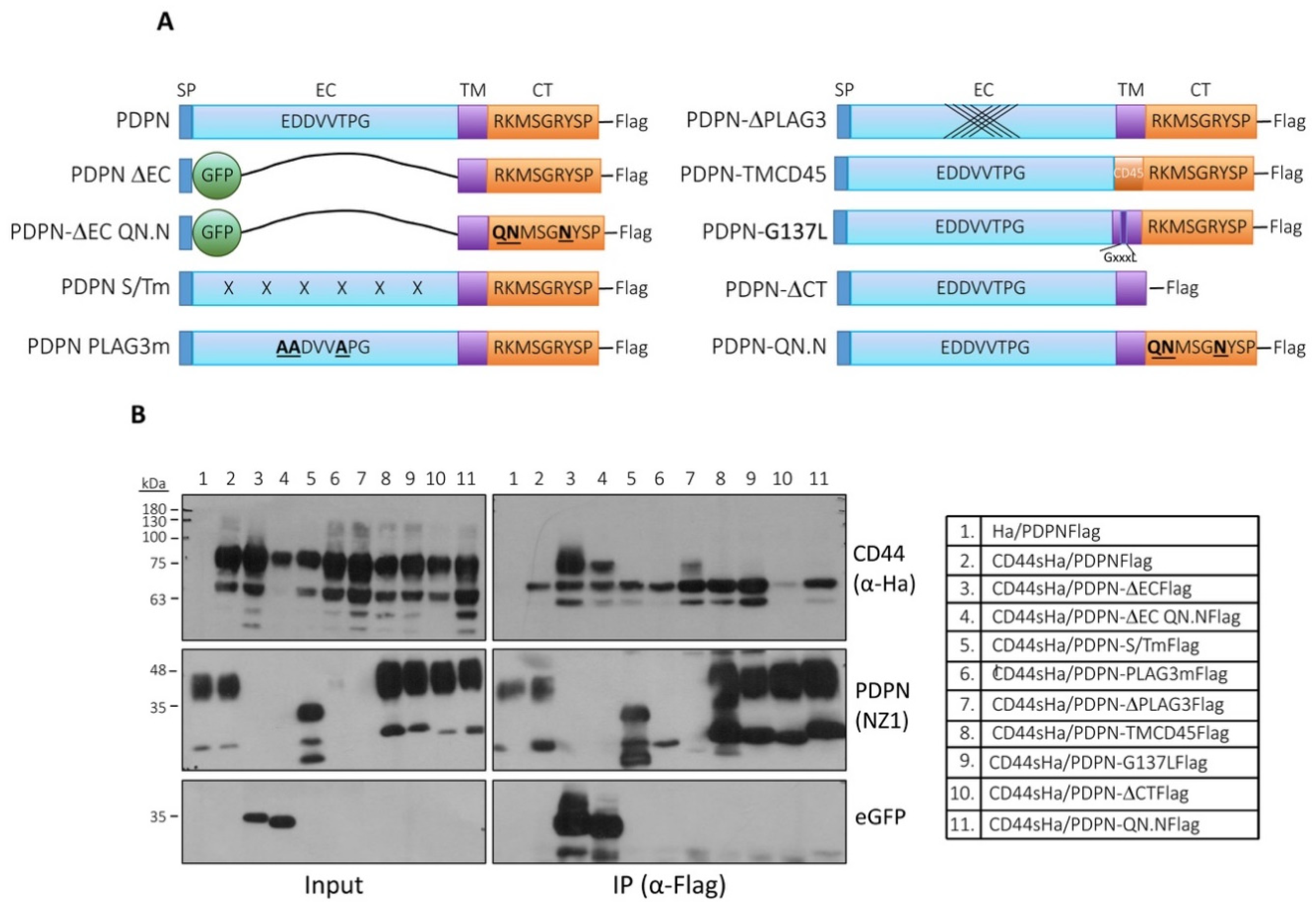Cells 09 02200 g007 Cells 09 02200 g007