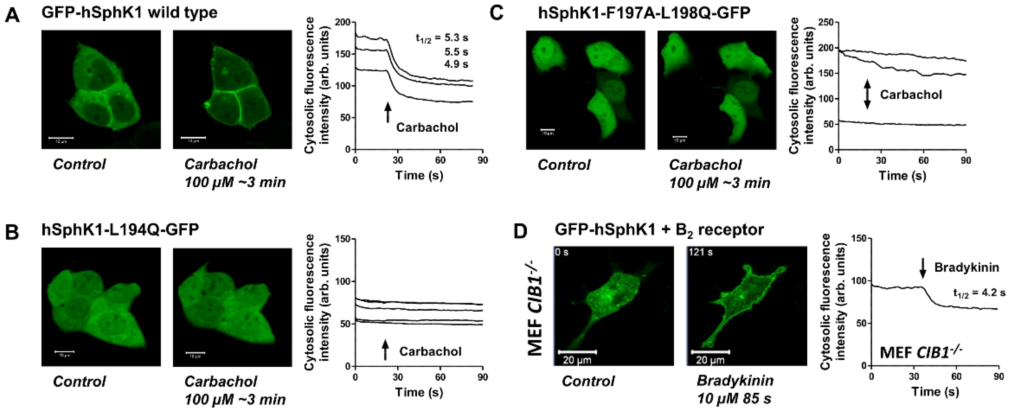 Cells 09 02201 g005 Cells 09 02201 g005