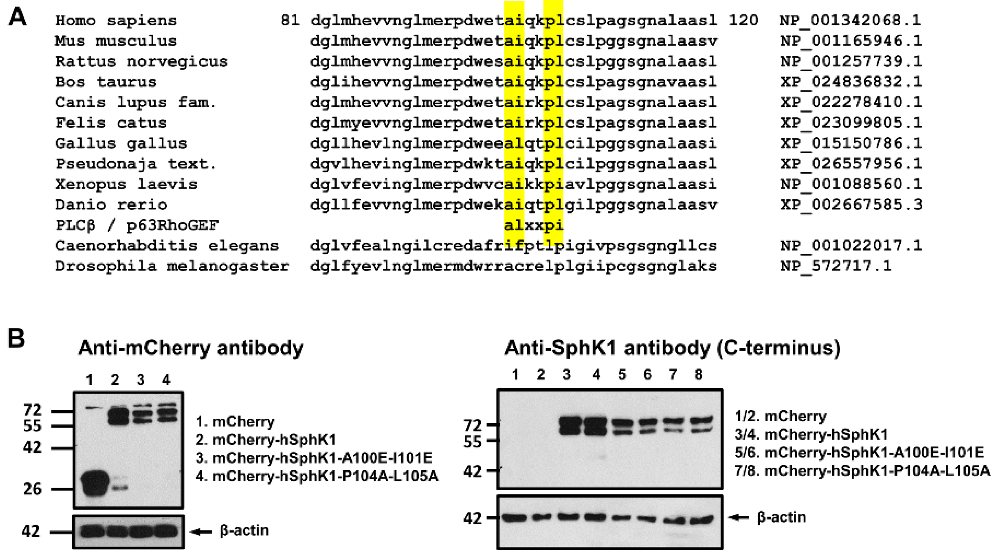 Cells 09 02201 g006a Cells 09 02201 g006a