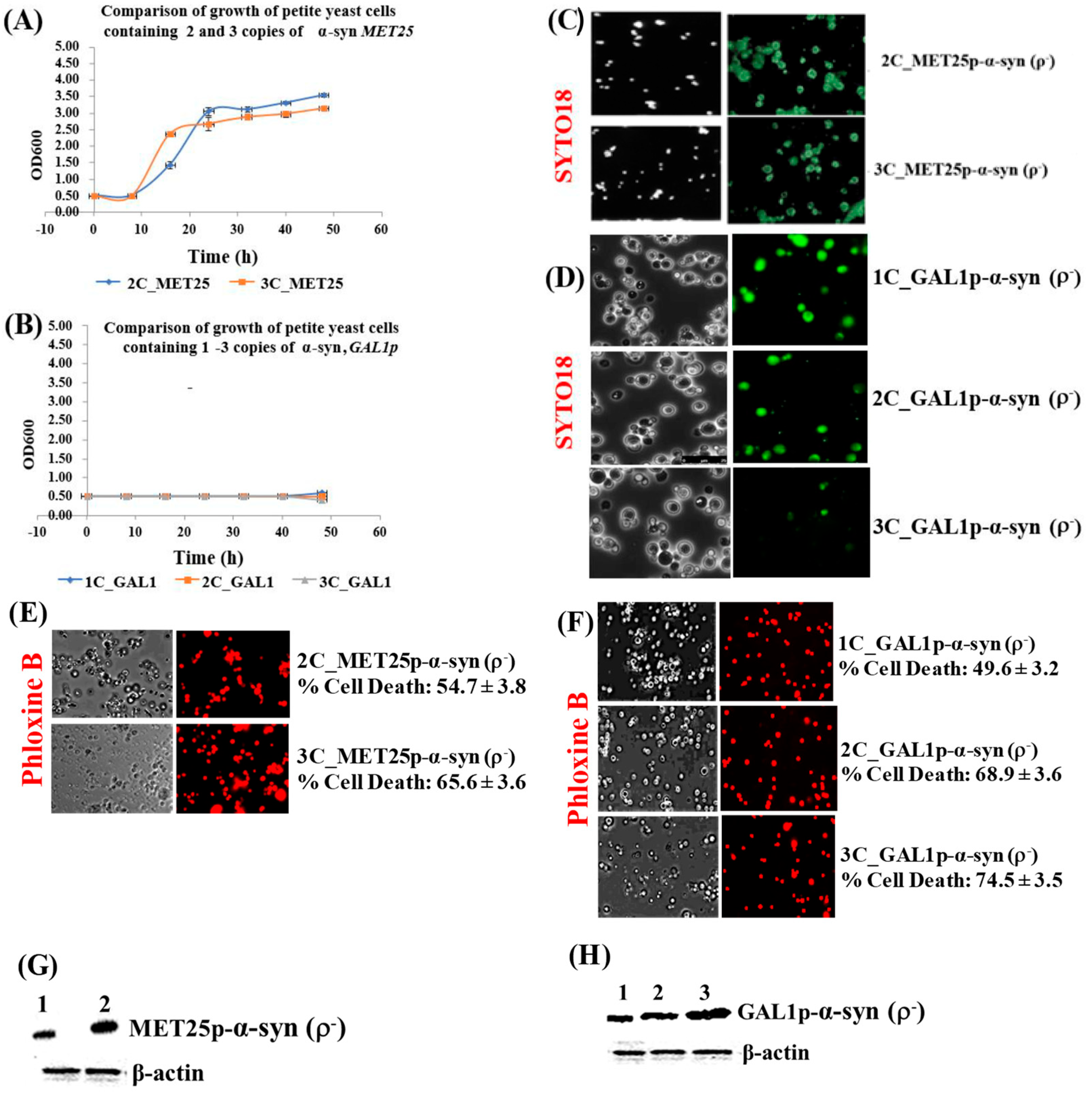 Cells 09 02203 g002 Cells 09 02203 g002