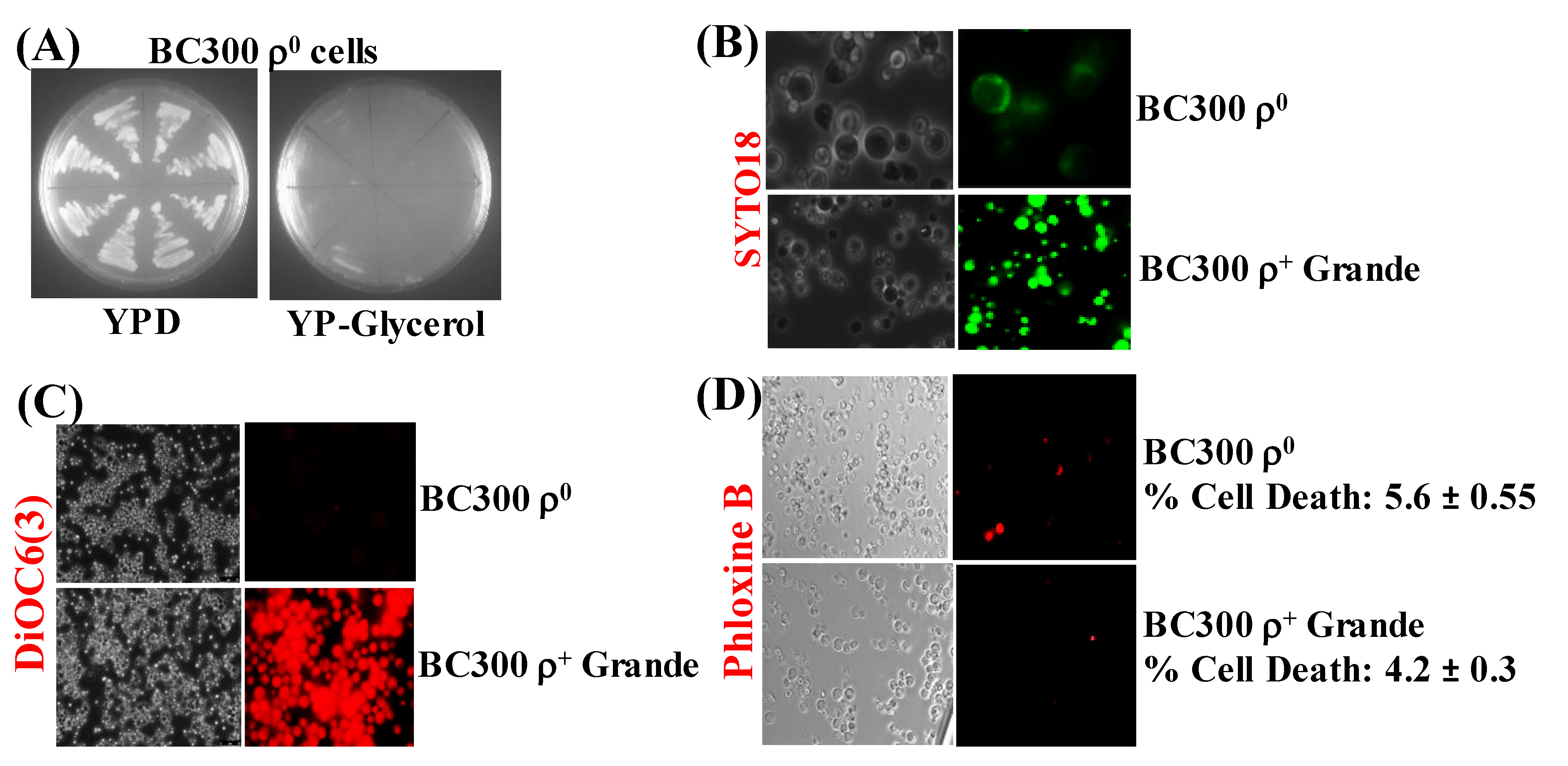Cells 09 02203 g004 Cells 09 02203 g004