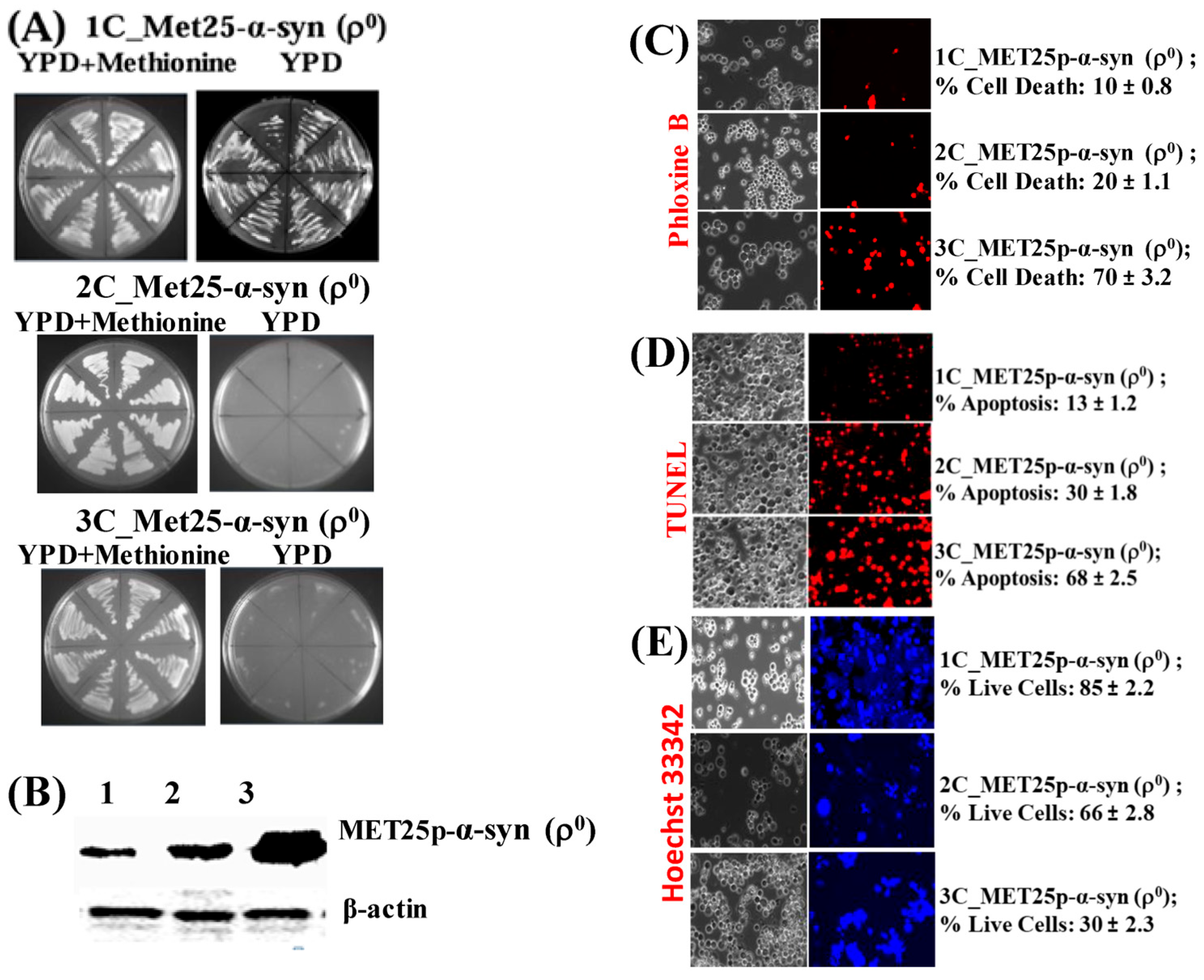Cells 09 02203 g005 Cells 09 02203 g005