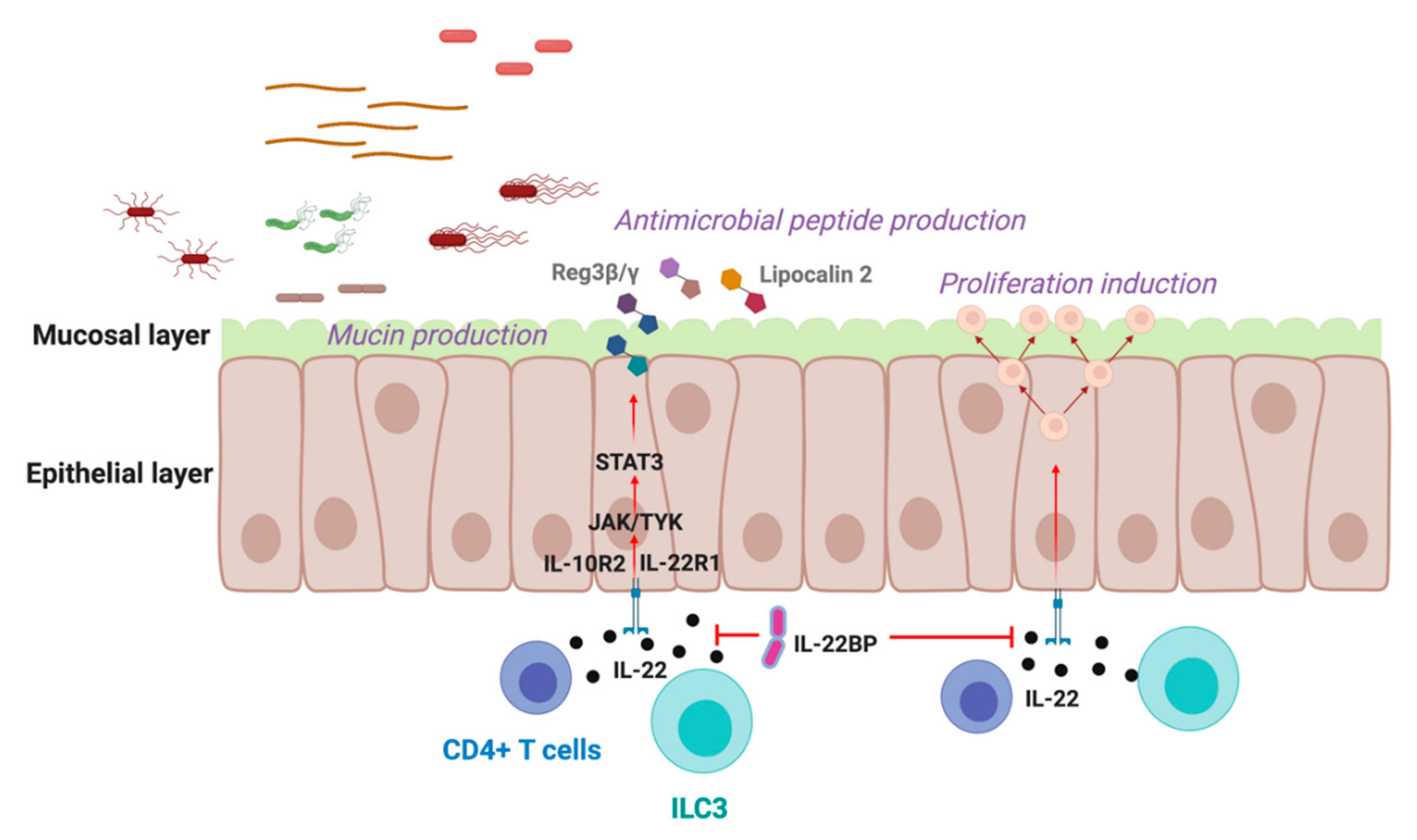 Cells 09 02205 g001 Cells 09 02205 g001