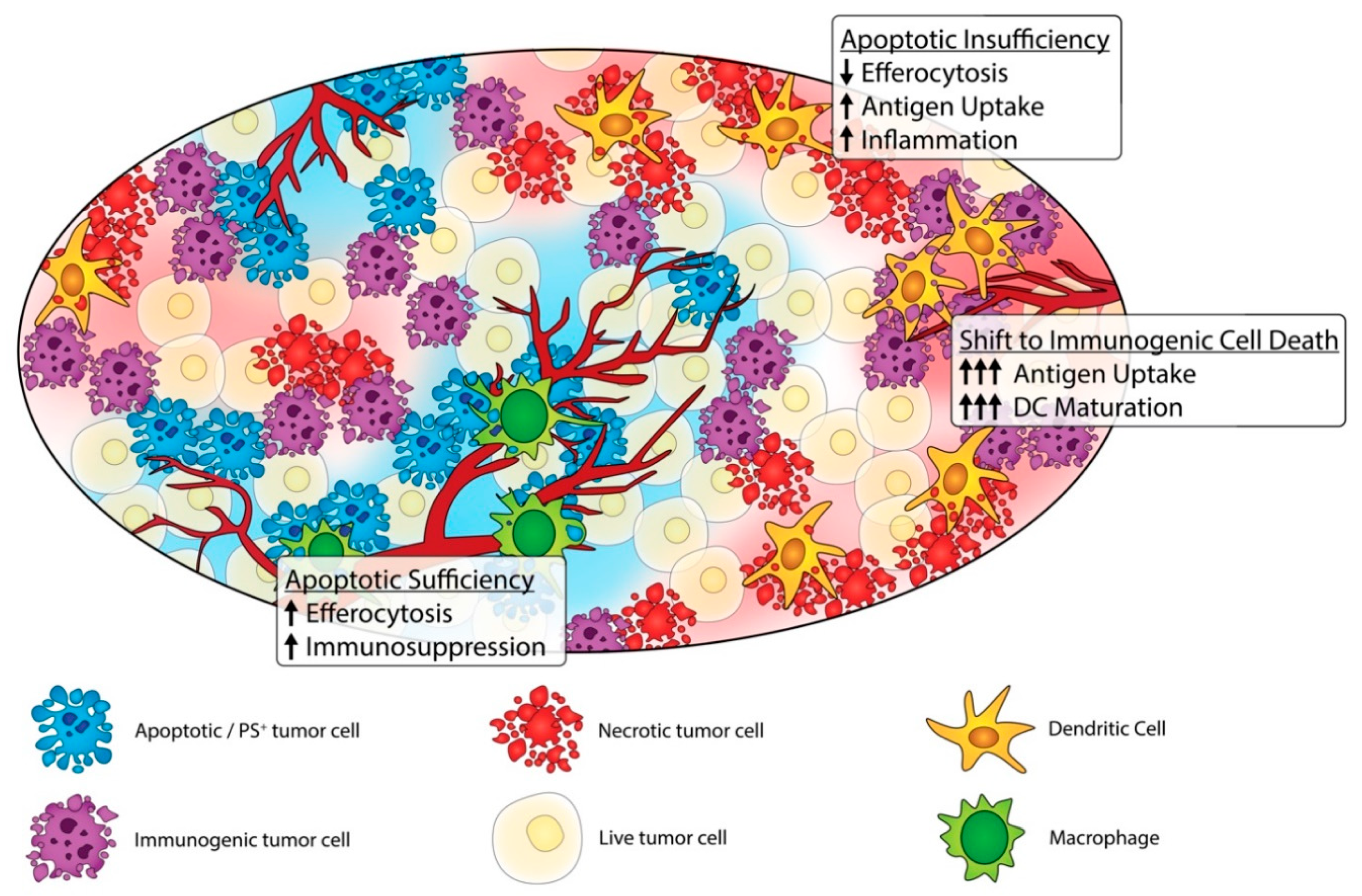 Cells 09 02207 g003 Cells 09 02207 g003