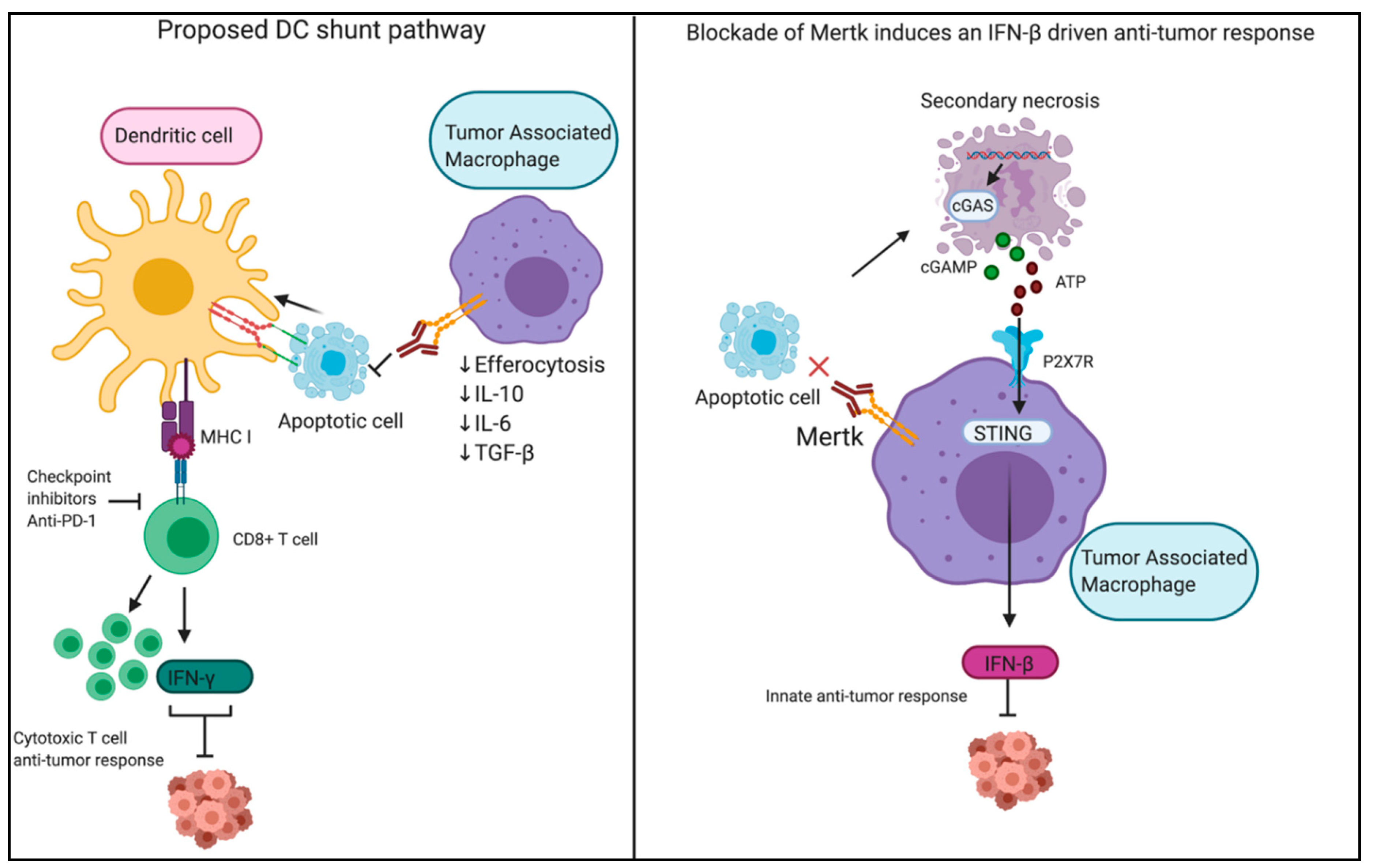 Cells 09 02207 g004 Cells 09 02207 g004