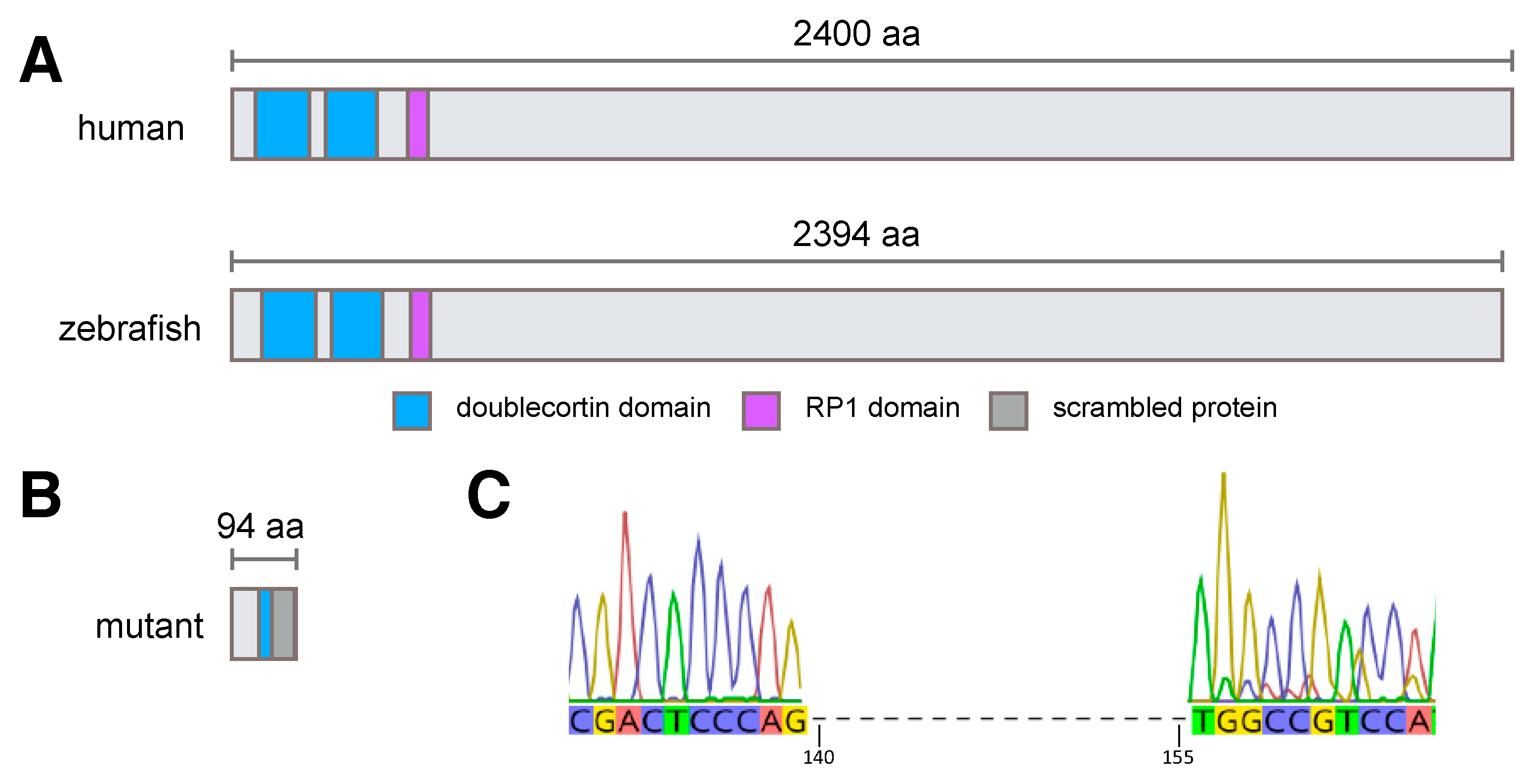 Cells 09 02214 g001 Cells 09 02214 g001