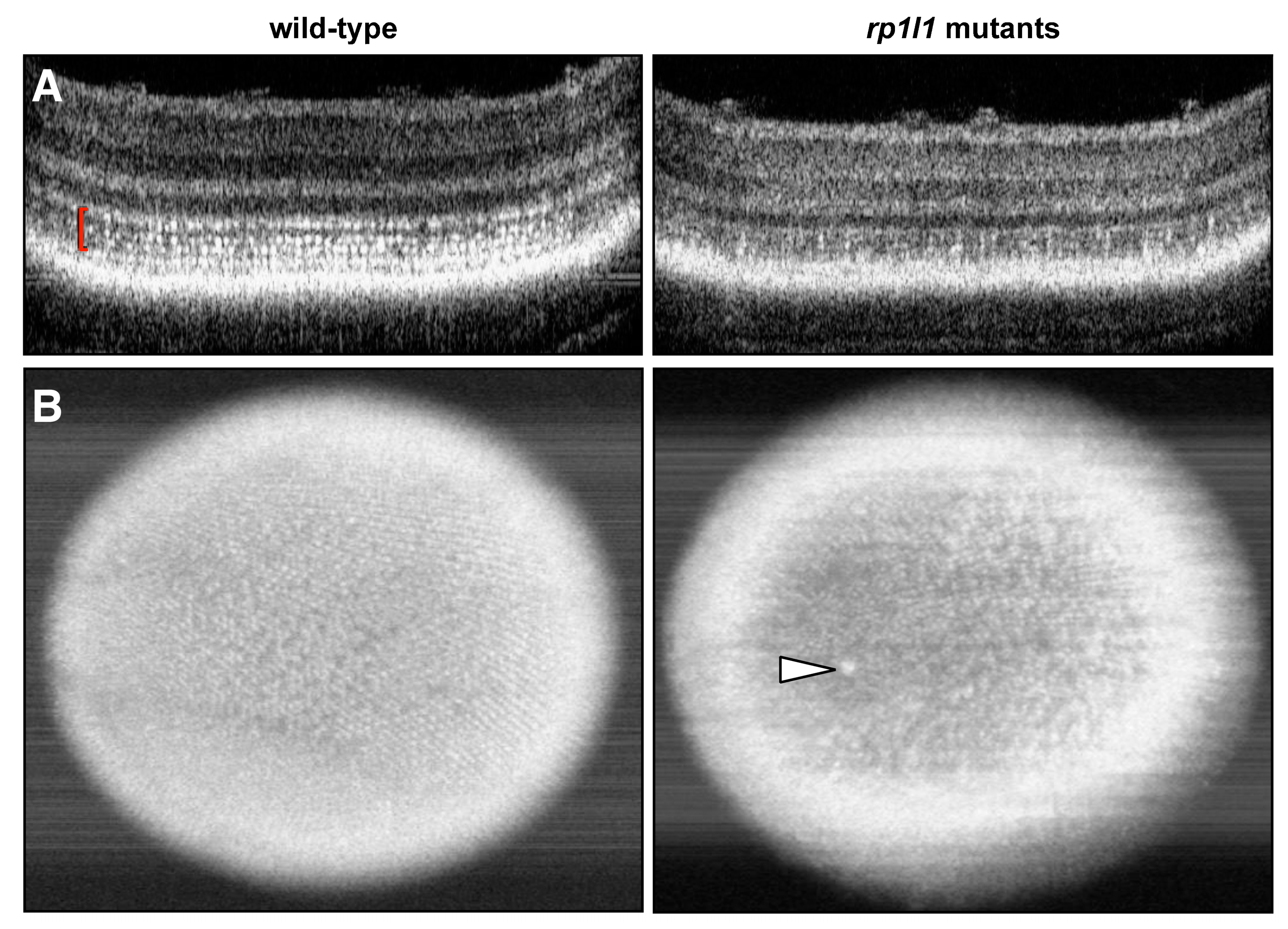 Cells 09 02214 g005 Cells 09 02214 g005