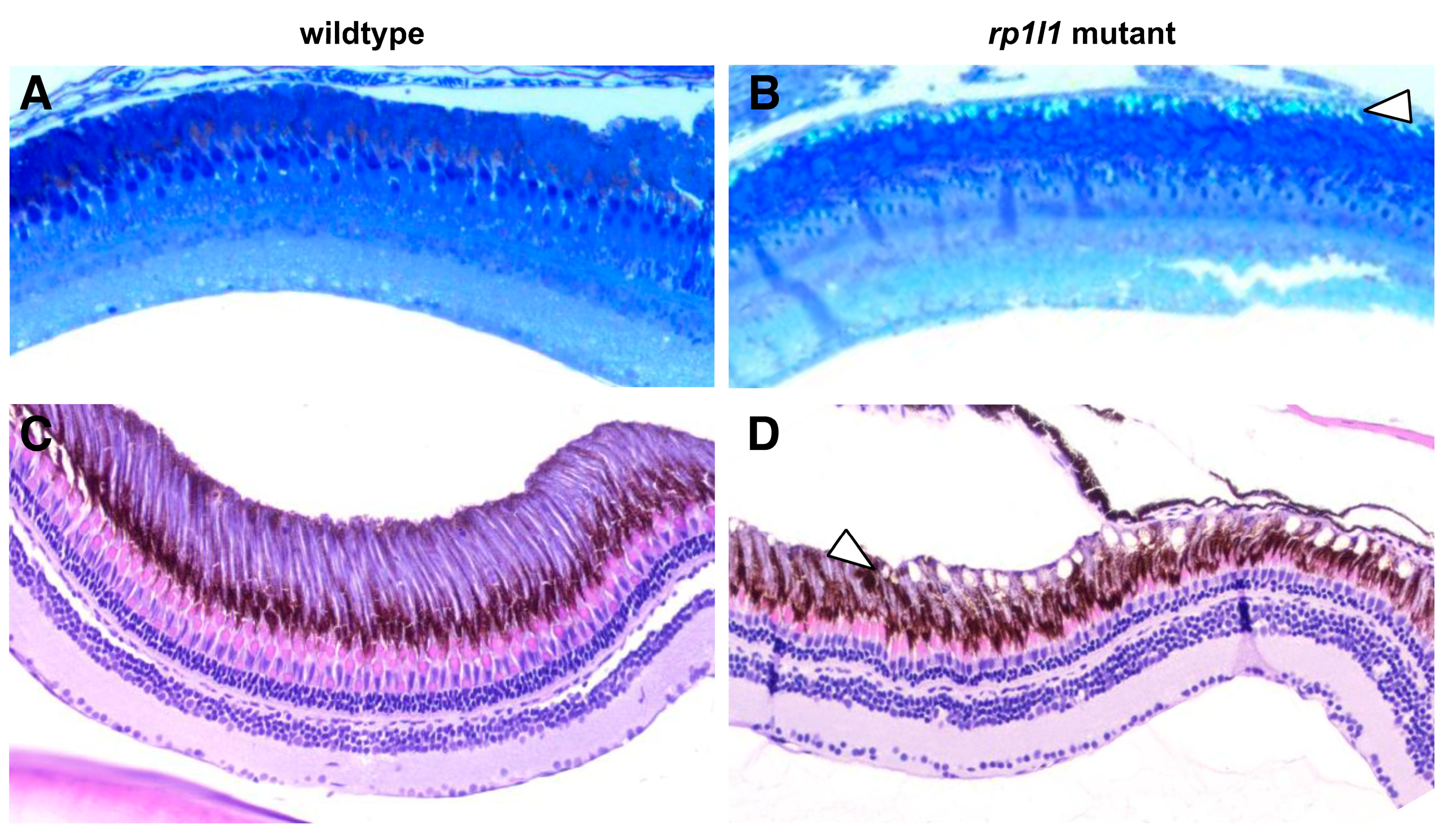 Cells 09 02214 g008 Cells 09 02214 g008