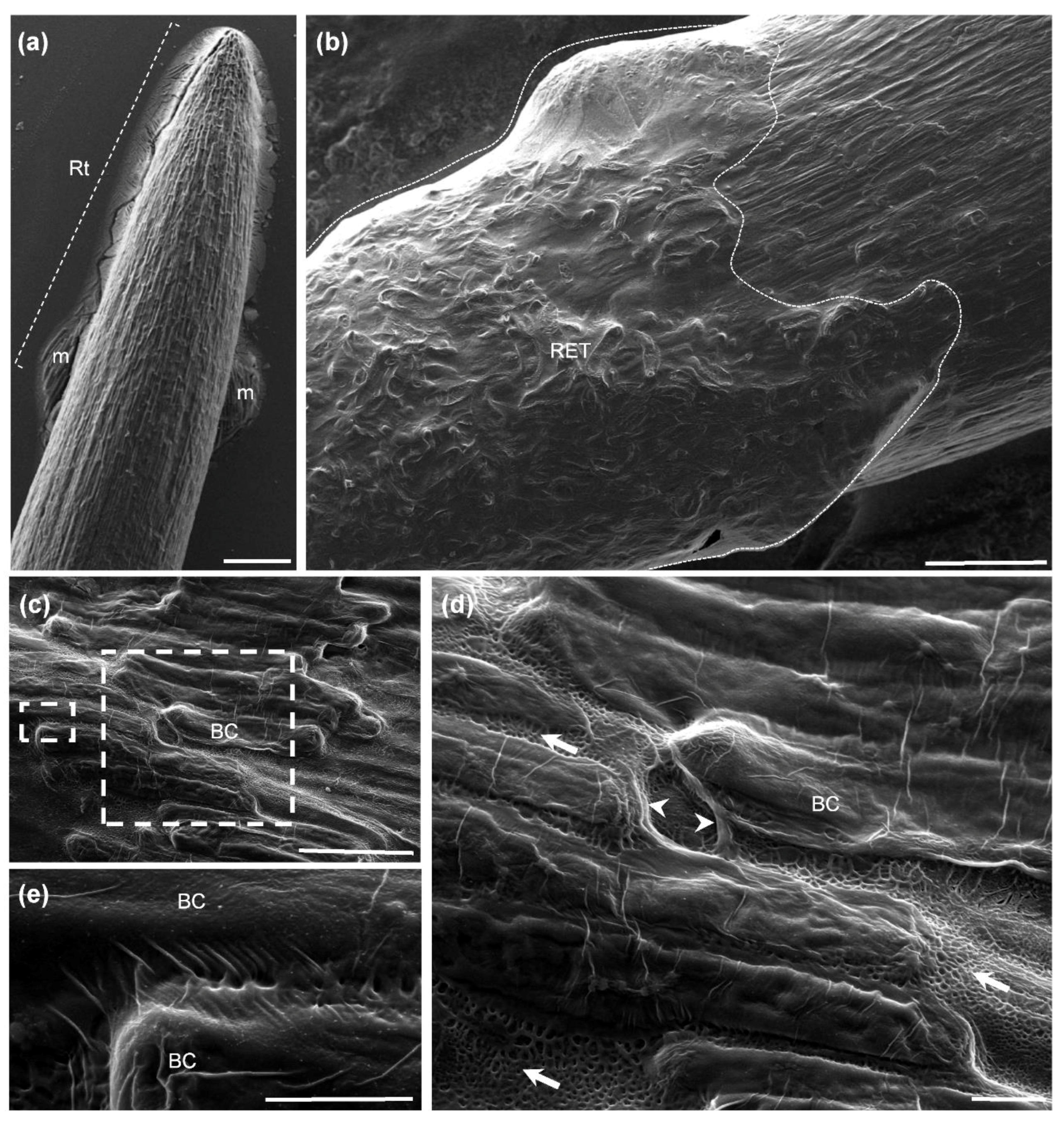 Cells 09 02215 g001 Cells 09 02215 g001