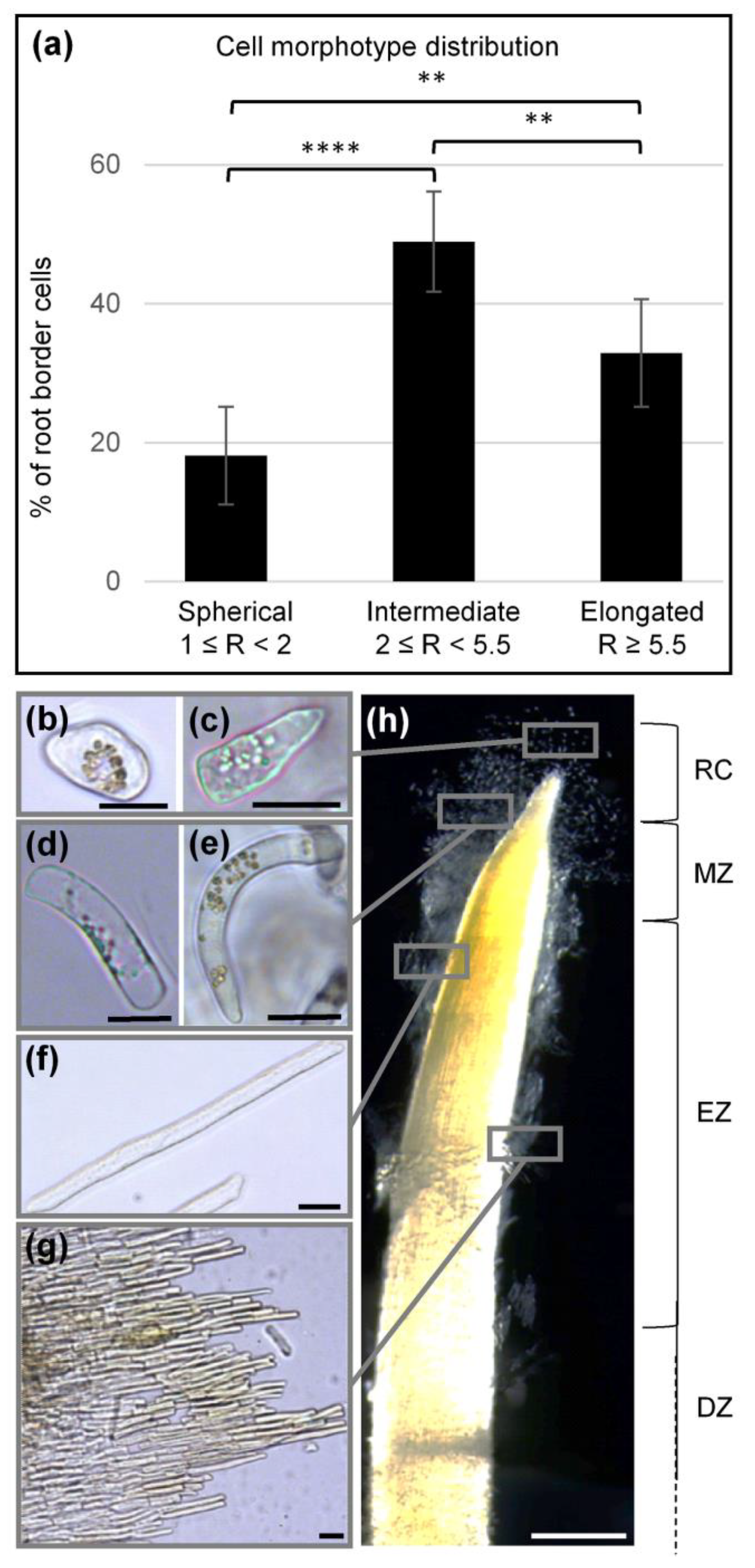 Cells 09 02215 g002 Cells 09 02215 g002