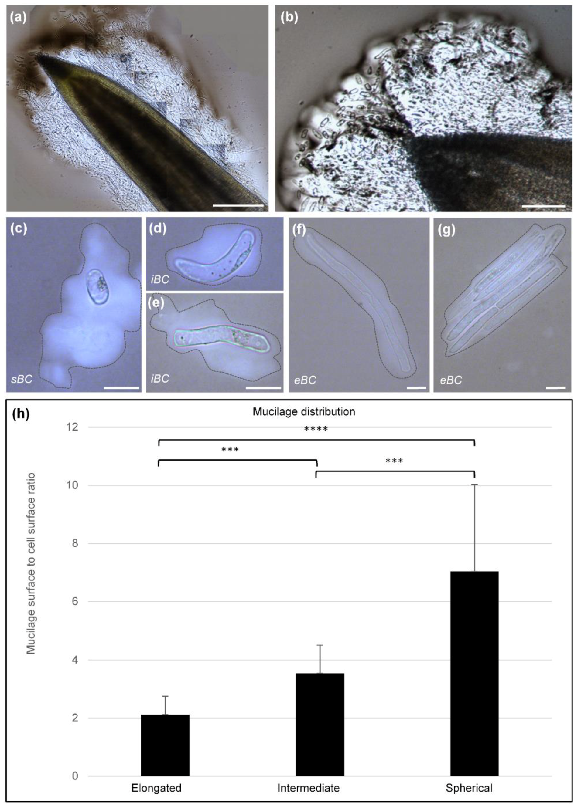 Cells 09 02215 g004 Cells 09 02215 g004
