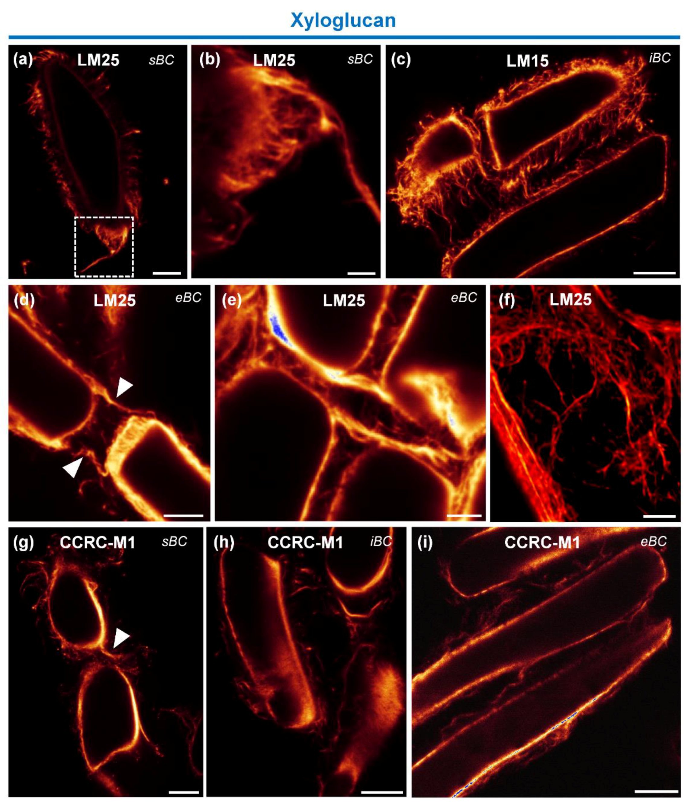 Cells 09 02215 g005 Cells 09 02215 g005