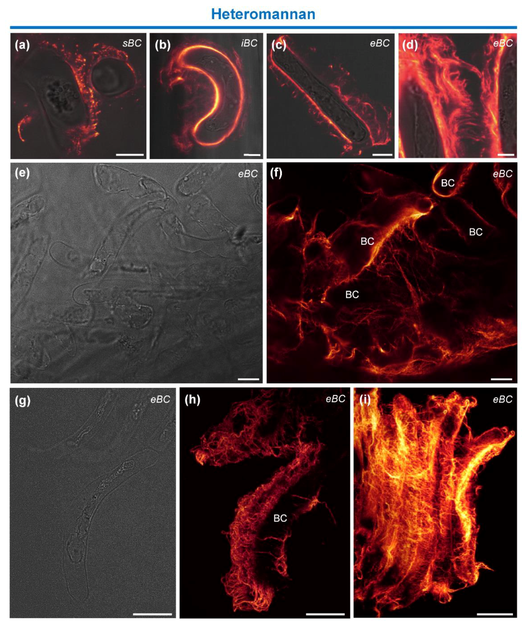 Cells 09 02215 g006 Cells 09 02215 g006