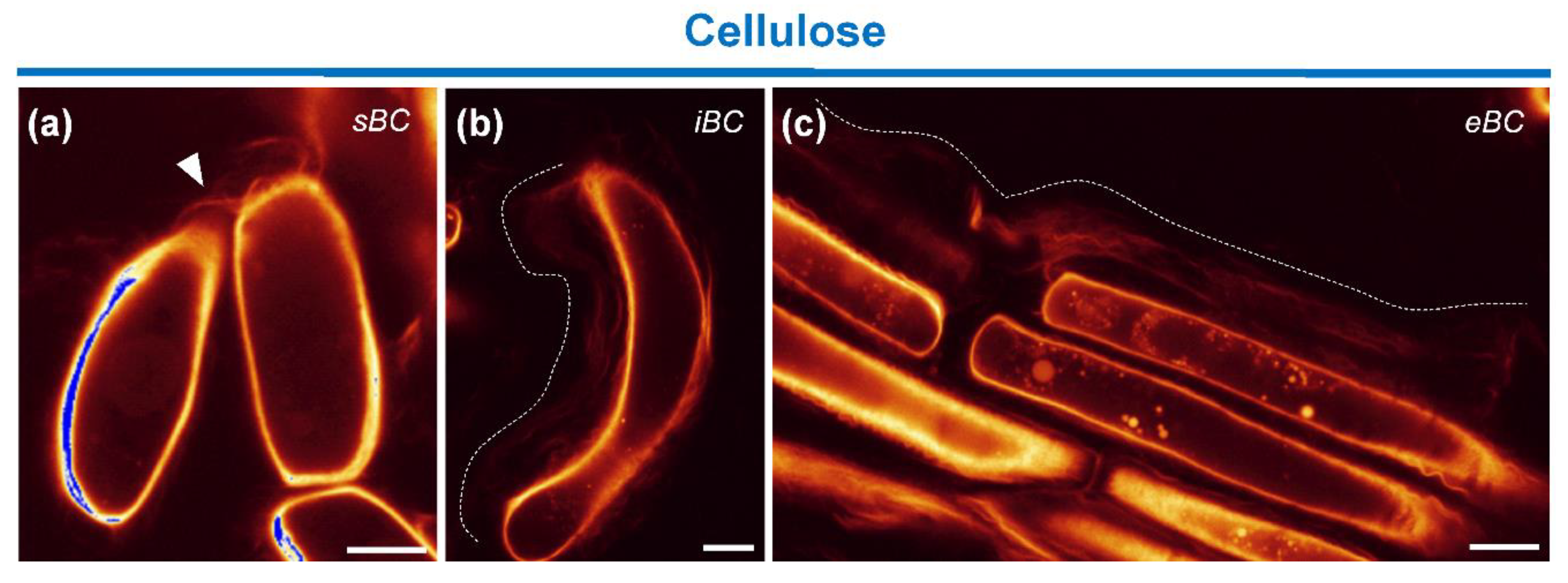 Cells 09 02215 g007 Cells 09 02215 g007