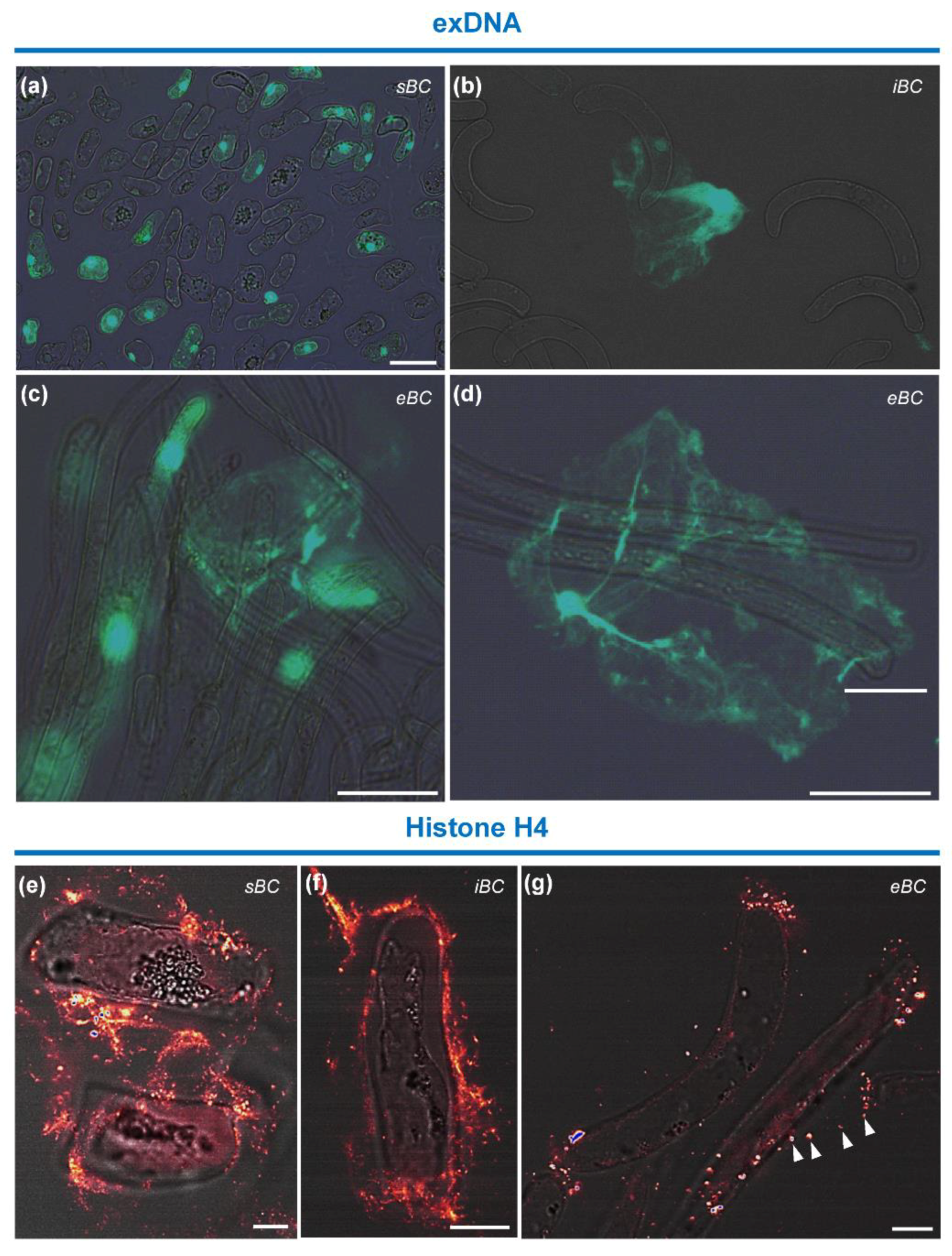 Cells 09 02215 g009 Cells 09 02215 g009