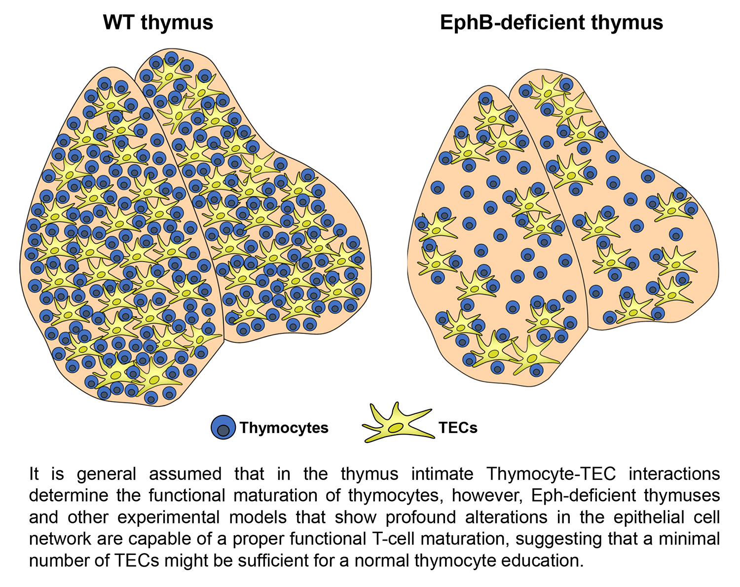 Cells Free FullText Intrathymic Selection and Defects in the