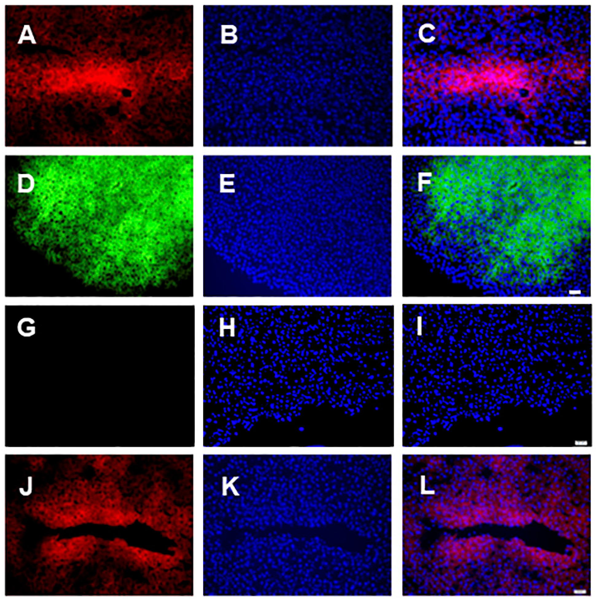 Cells 09 02227 g001 Cells 09 02227 g001