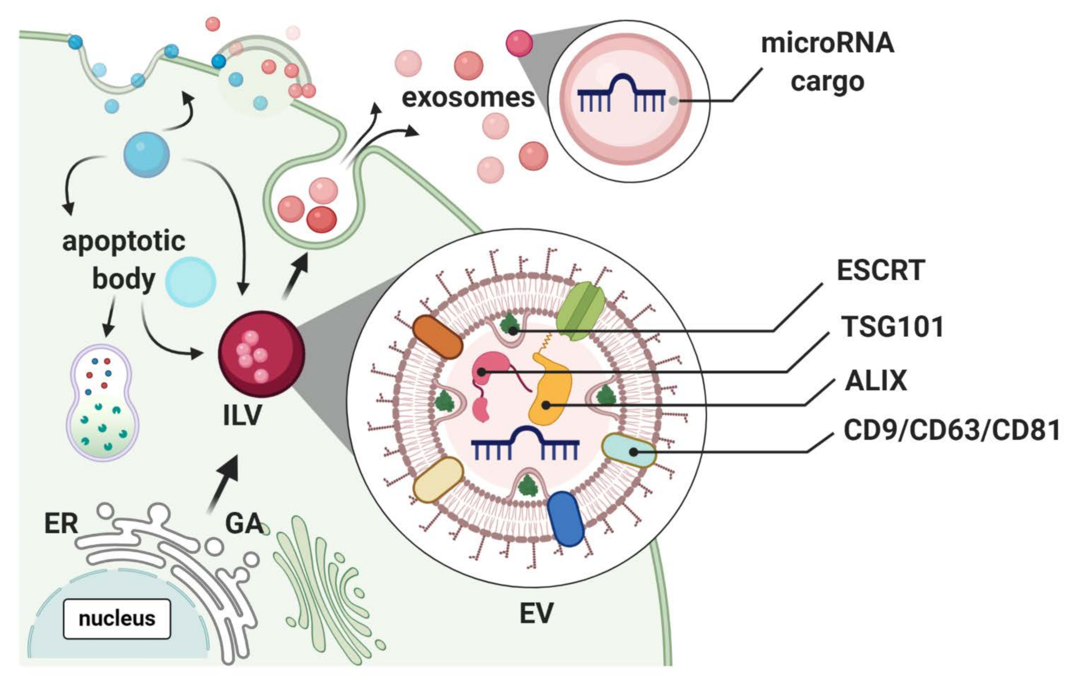 Mechanistic Actions of microRNAs in Diabetic Wound Healing