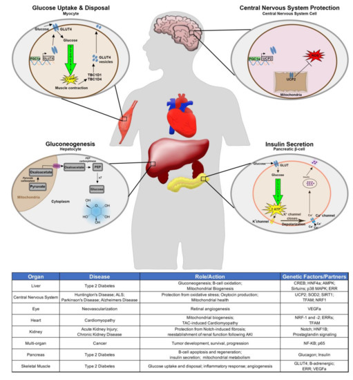 ZeXieYin formula alleviates atherosclerosis by regulating