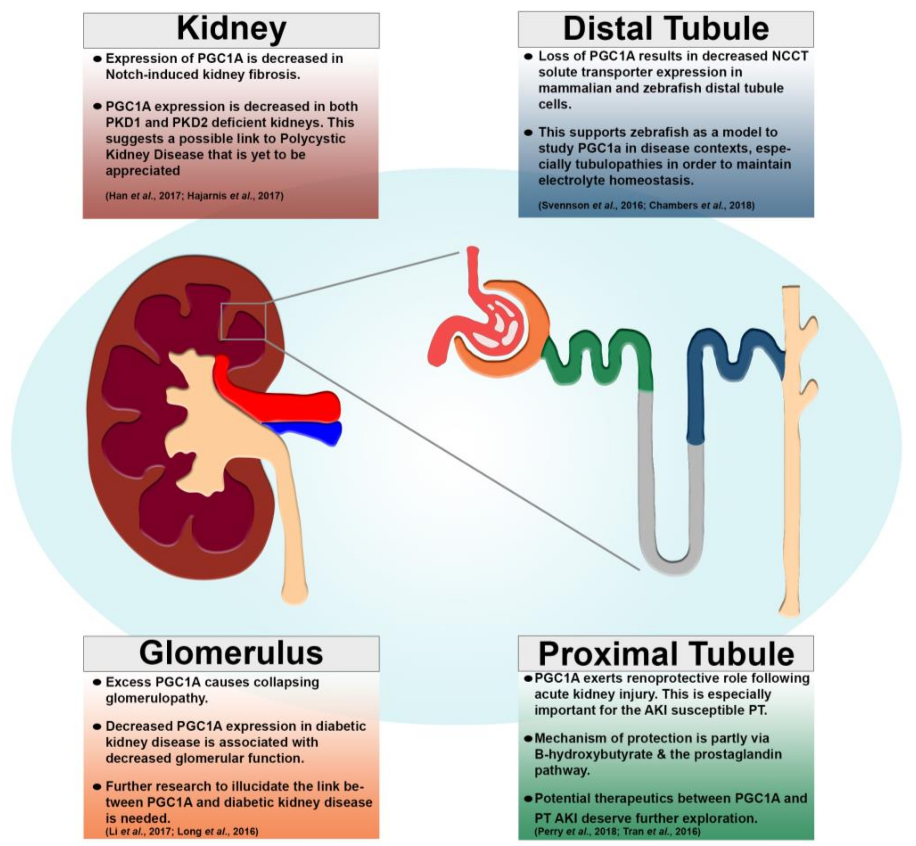 病態病理学 ⑨ PGC-1α in Disease: Recent Renal Insights into a Versatile
