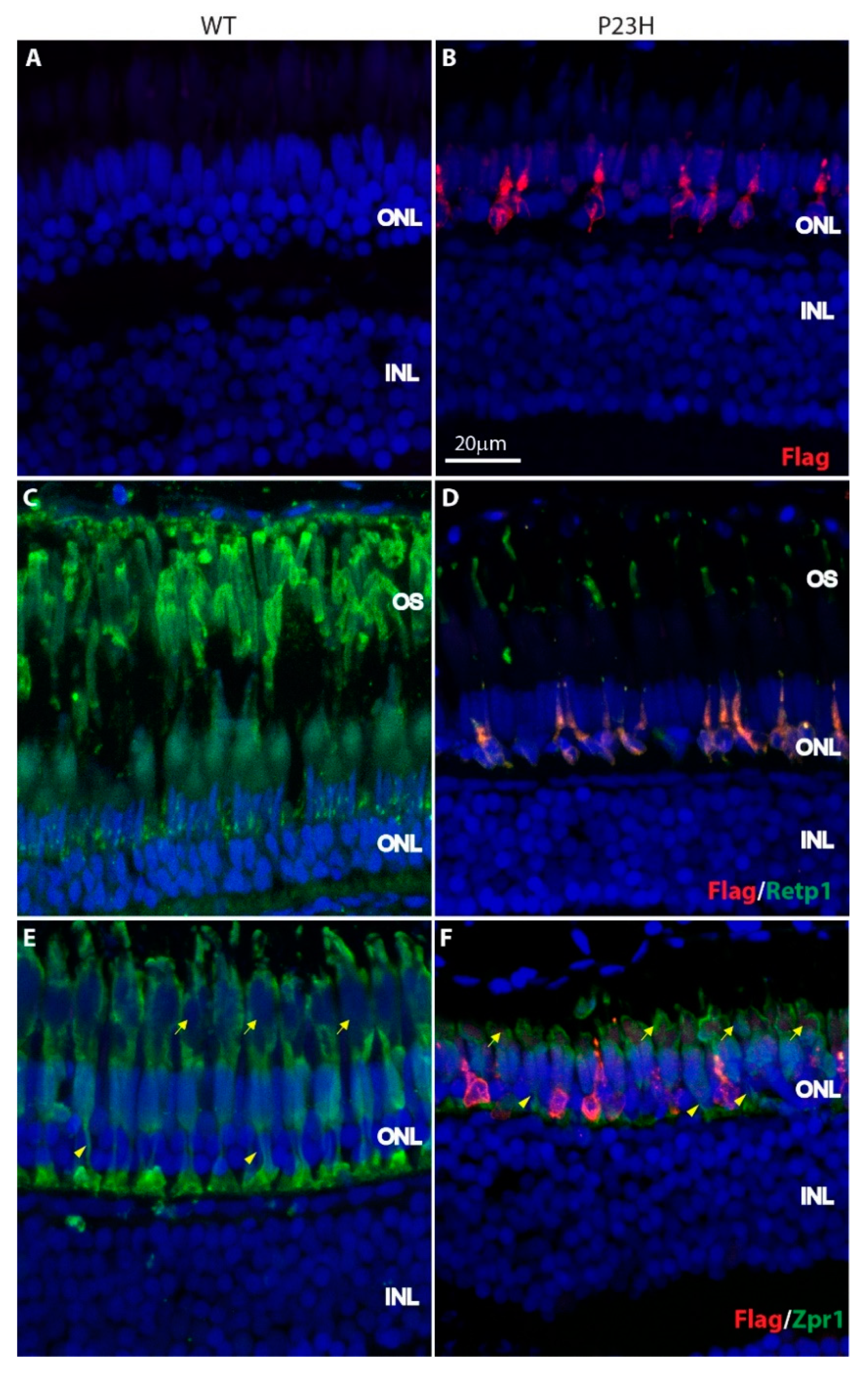 Cells 09 02242 g003 Cells 09 02242 g003