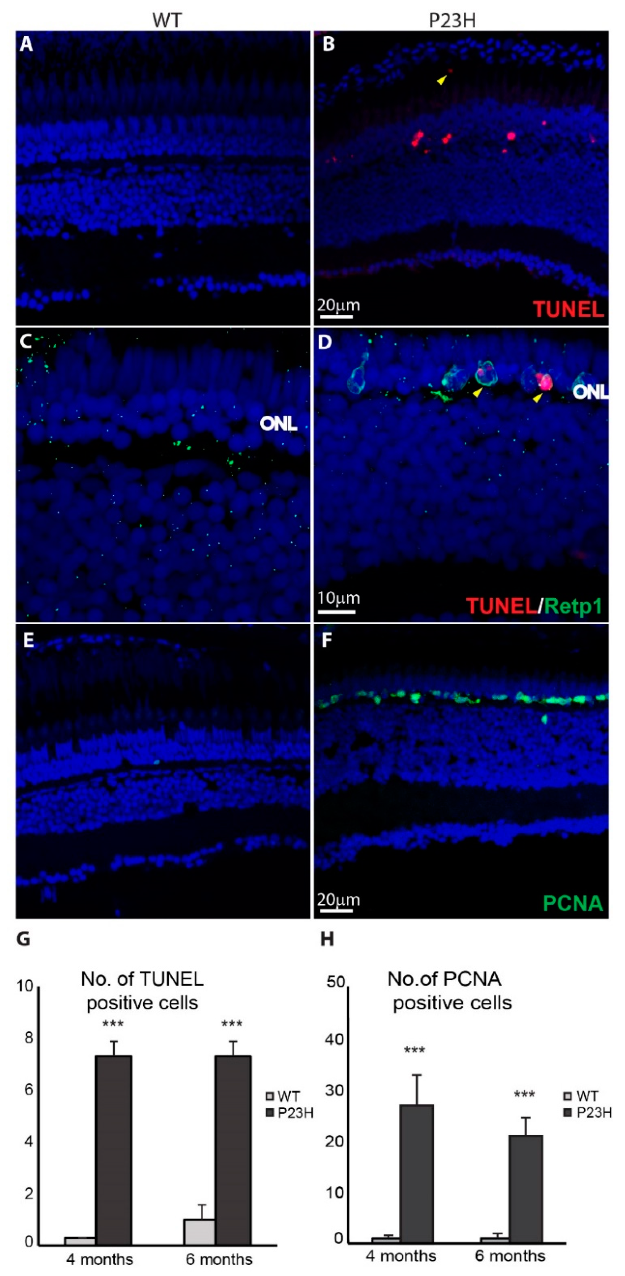 Cells 09 02242 g005 Cells 09 02242 g005