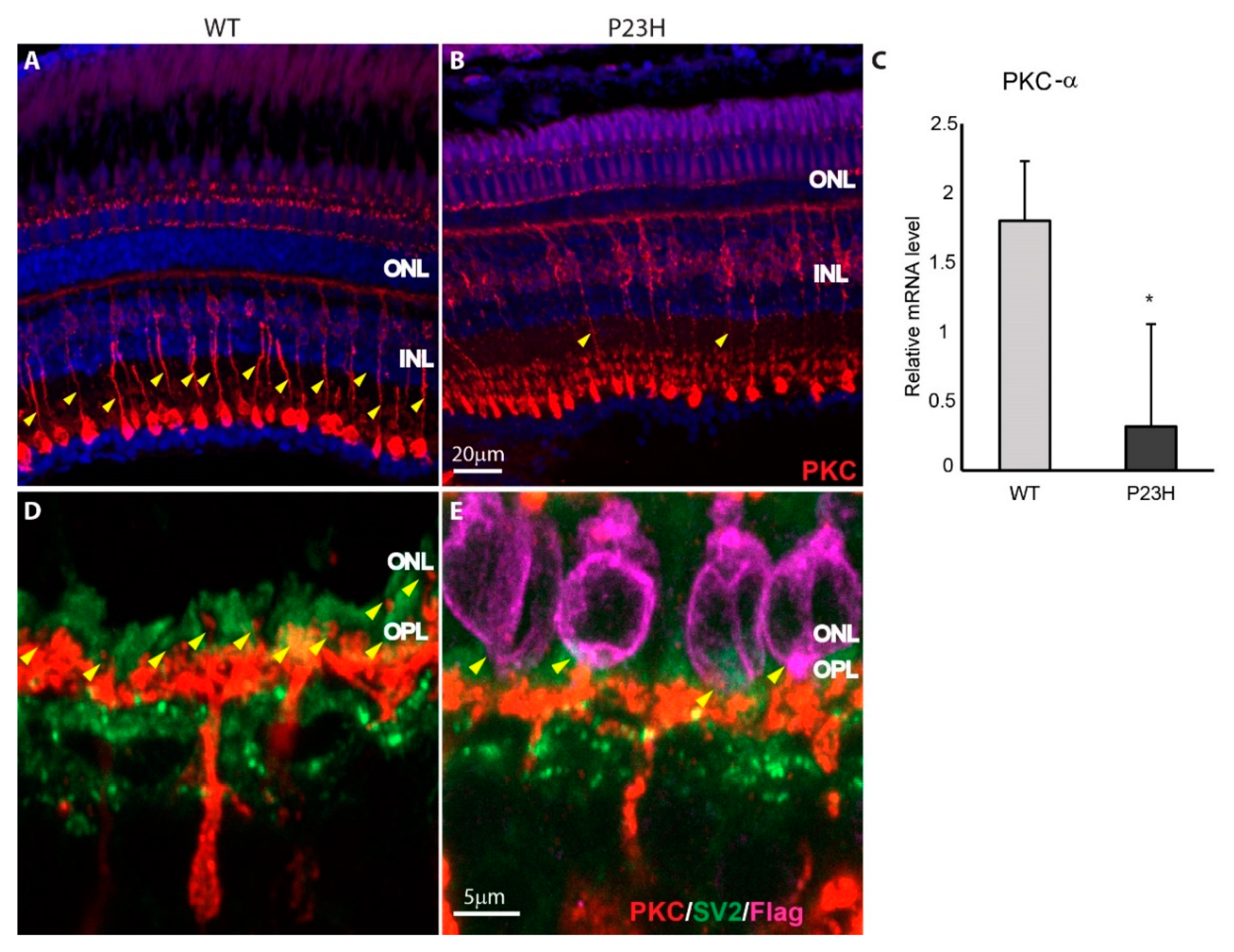 Cells 09 02242 g007 Cells 09 02242 g007